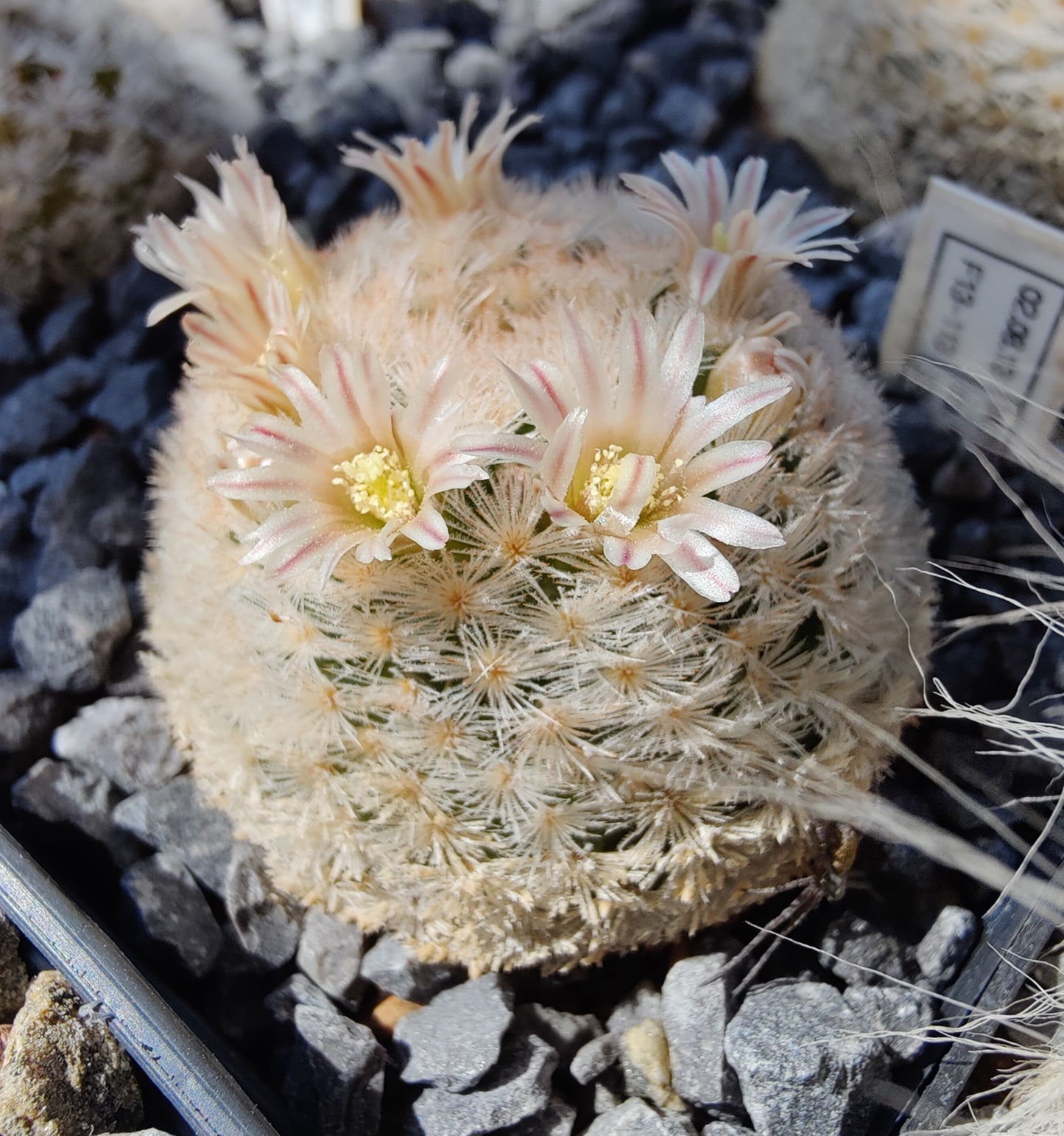 Mammillaria lasiacantha SB 500 (10 frø)