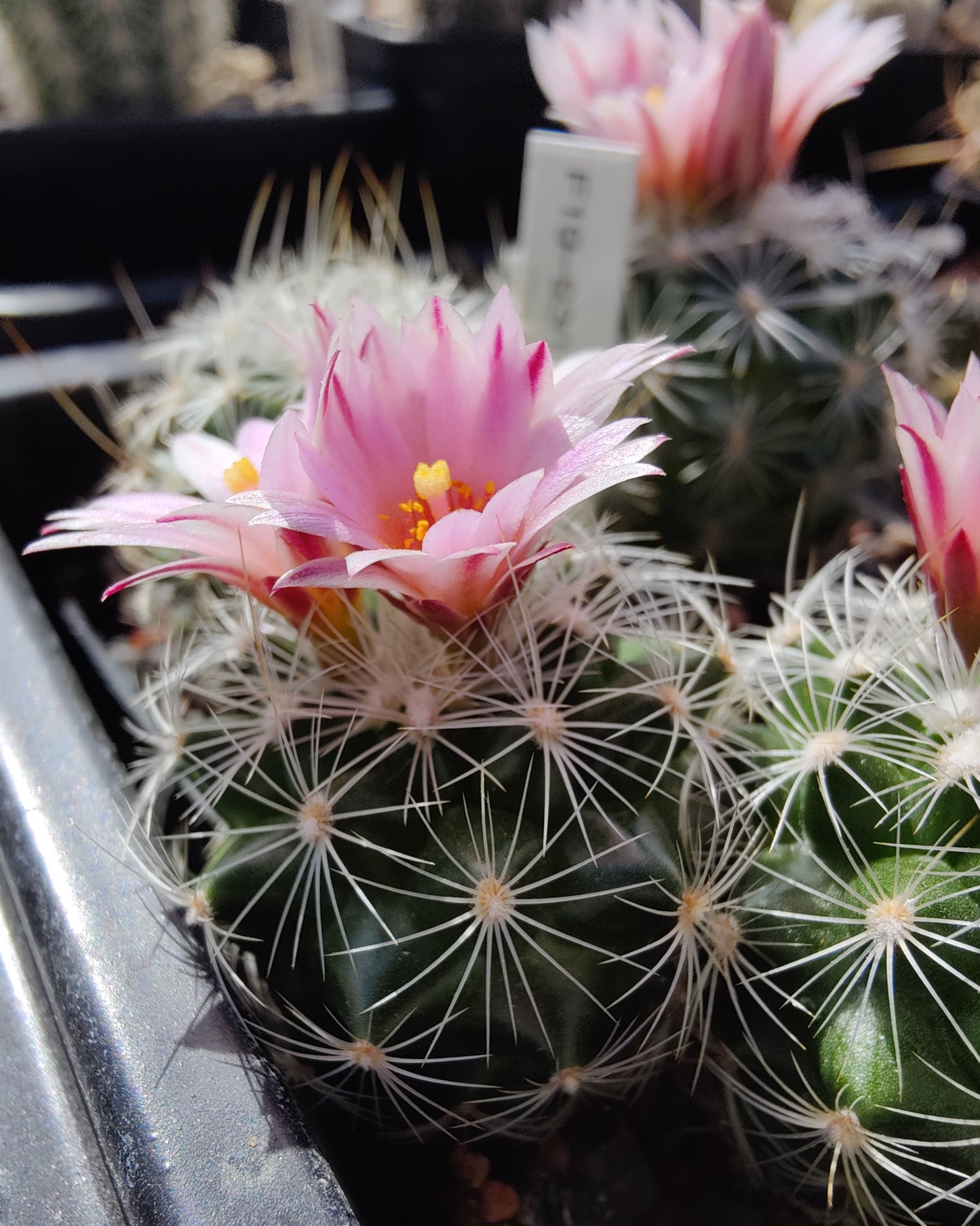 Turbinicarpus knuthianus var. albispinus RS 679 (10 frø)