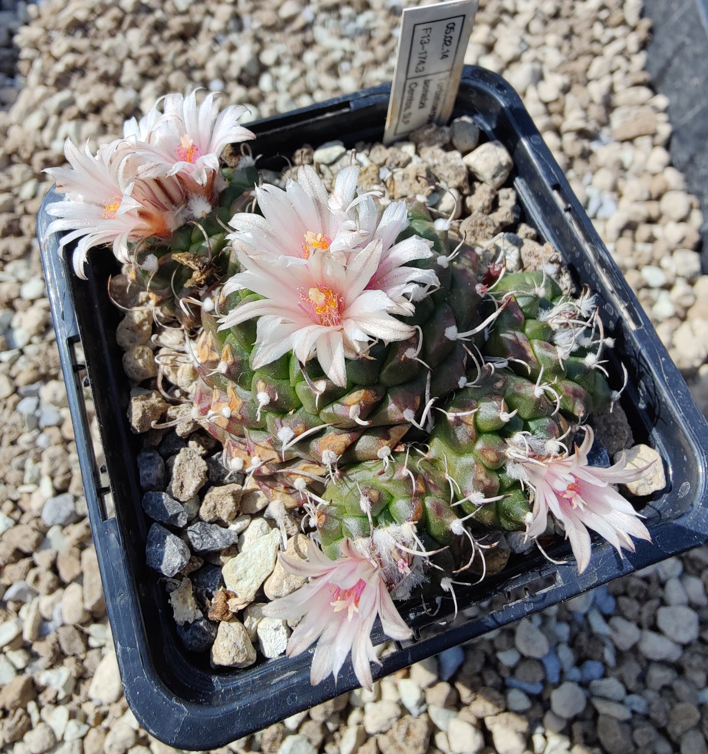 Turbinicarpus bonatzii (10 frø)