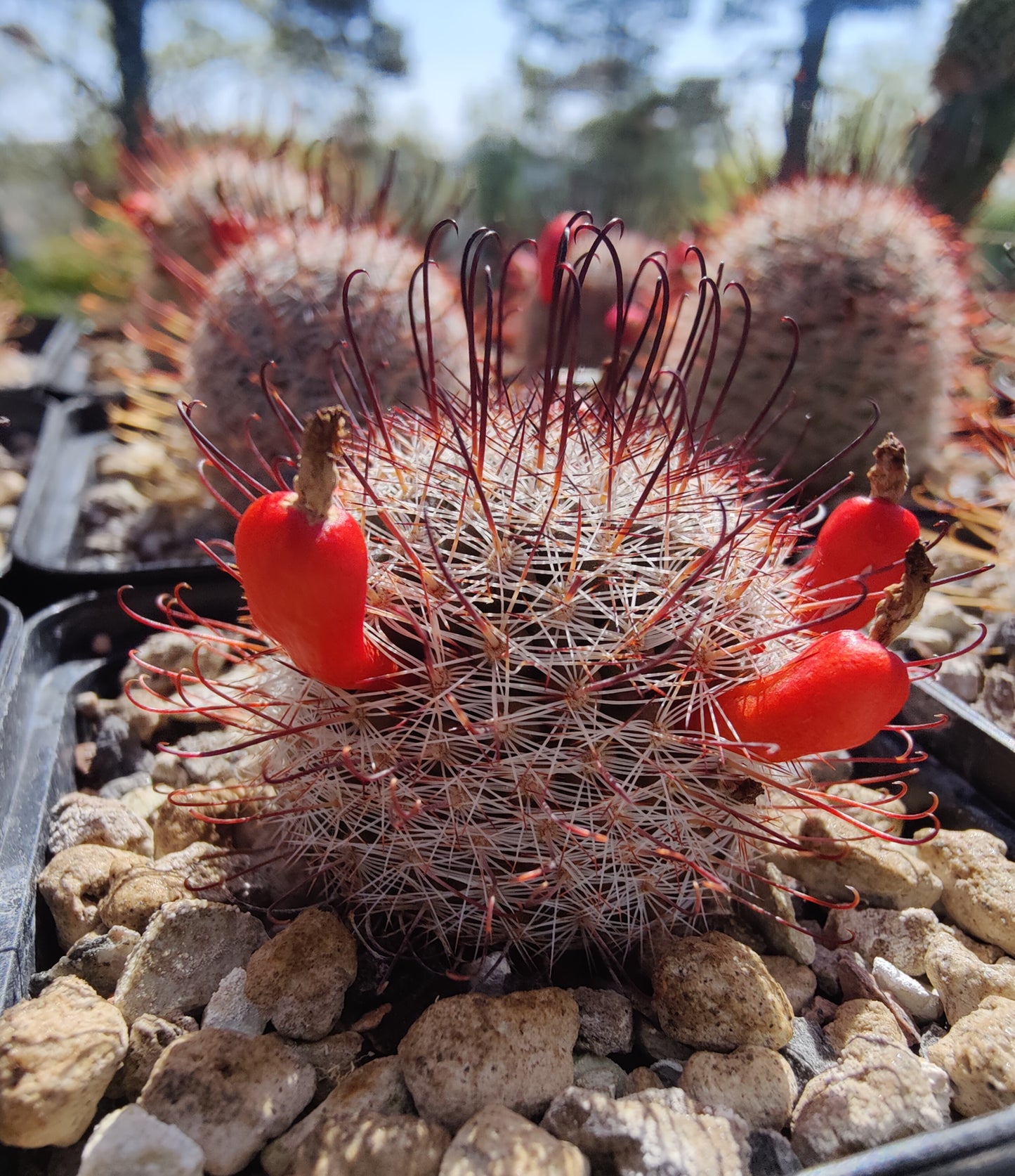 Mammillaria grahamii RAV 10 (20 frø)