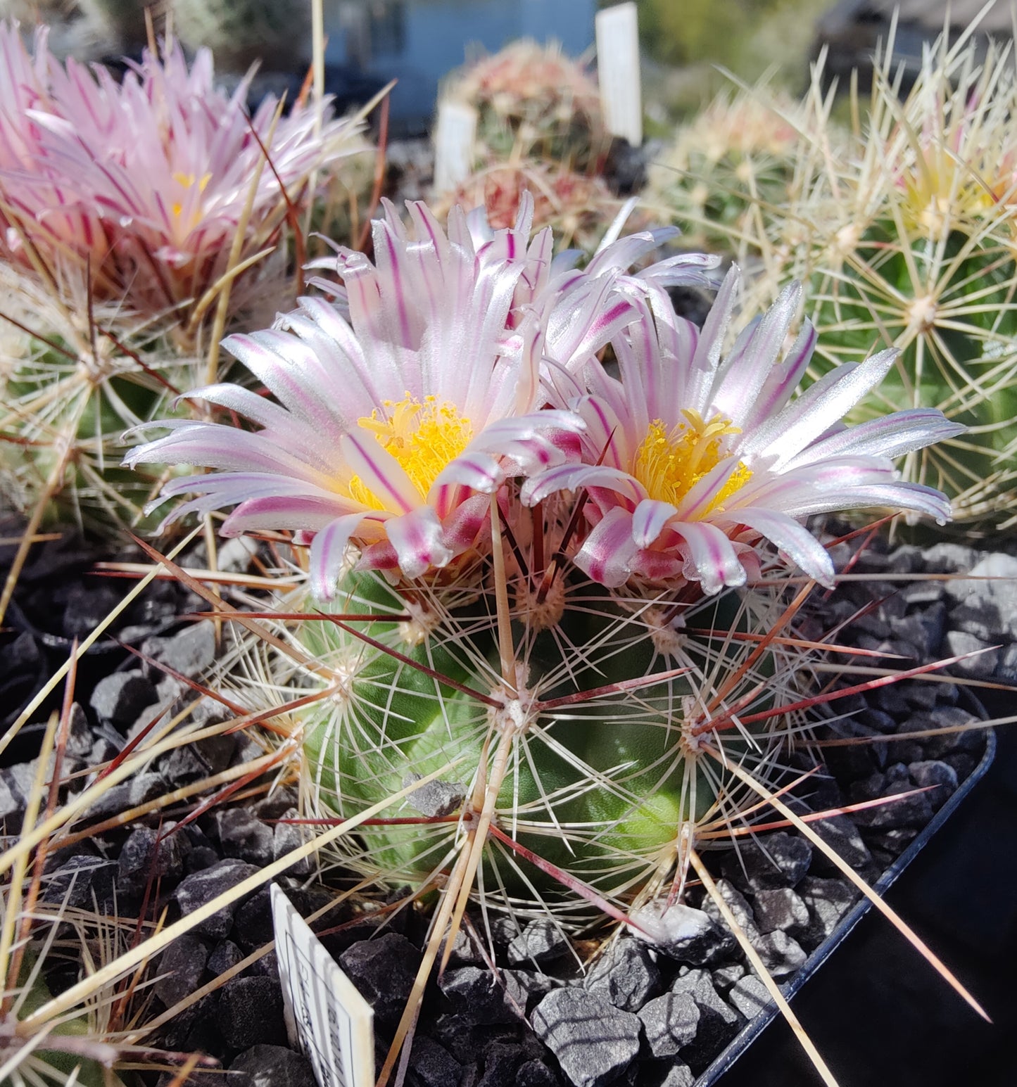 Thelocactus lausseri (10 frø)