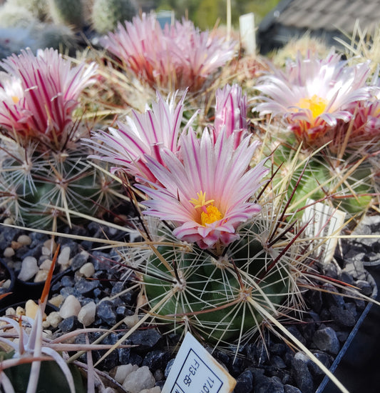 Thelocactus lausseri (10 frø)