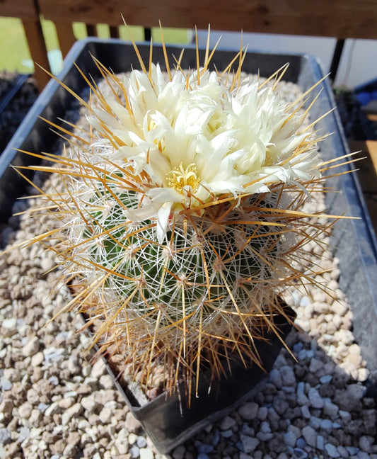 Echinofossulocactus vaupelianus (20 frø)