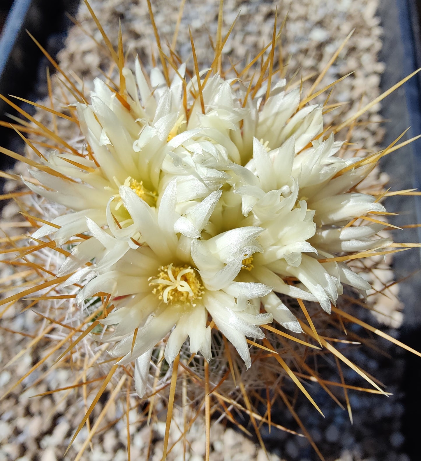 Echinofossulocactus vaupelianus (20 frø)