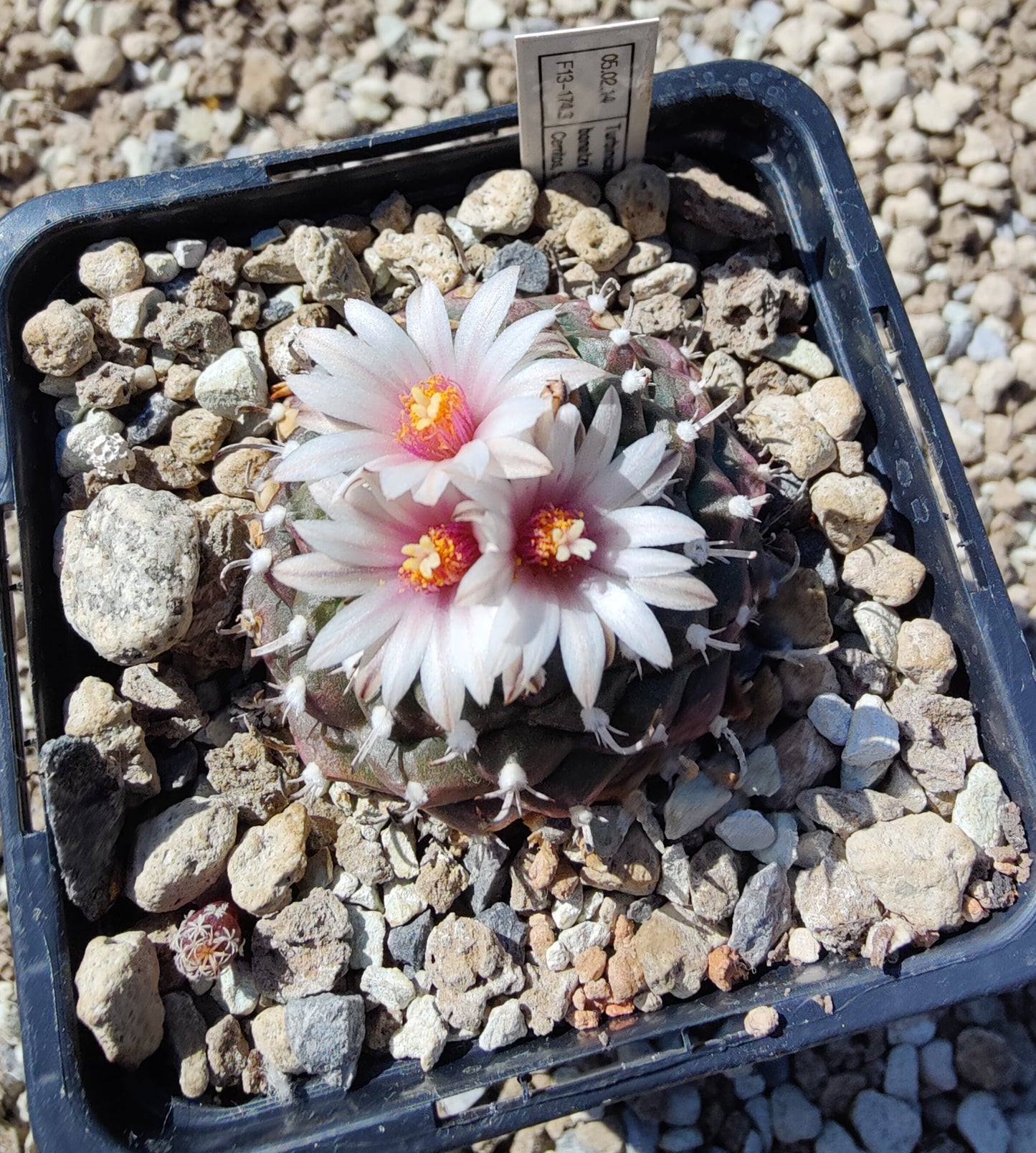 Turbinicarpus bonatzii (10 frø)