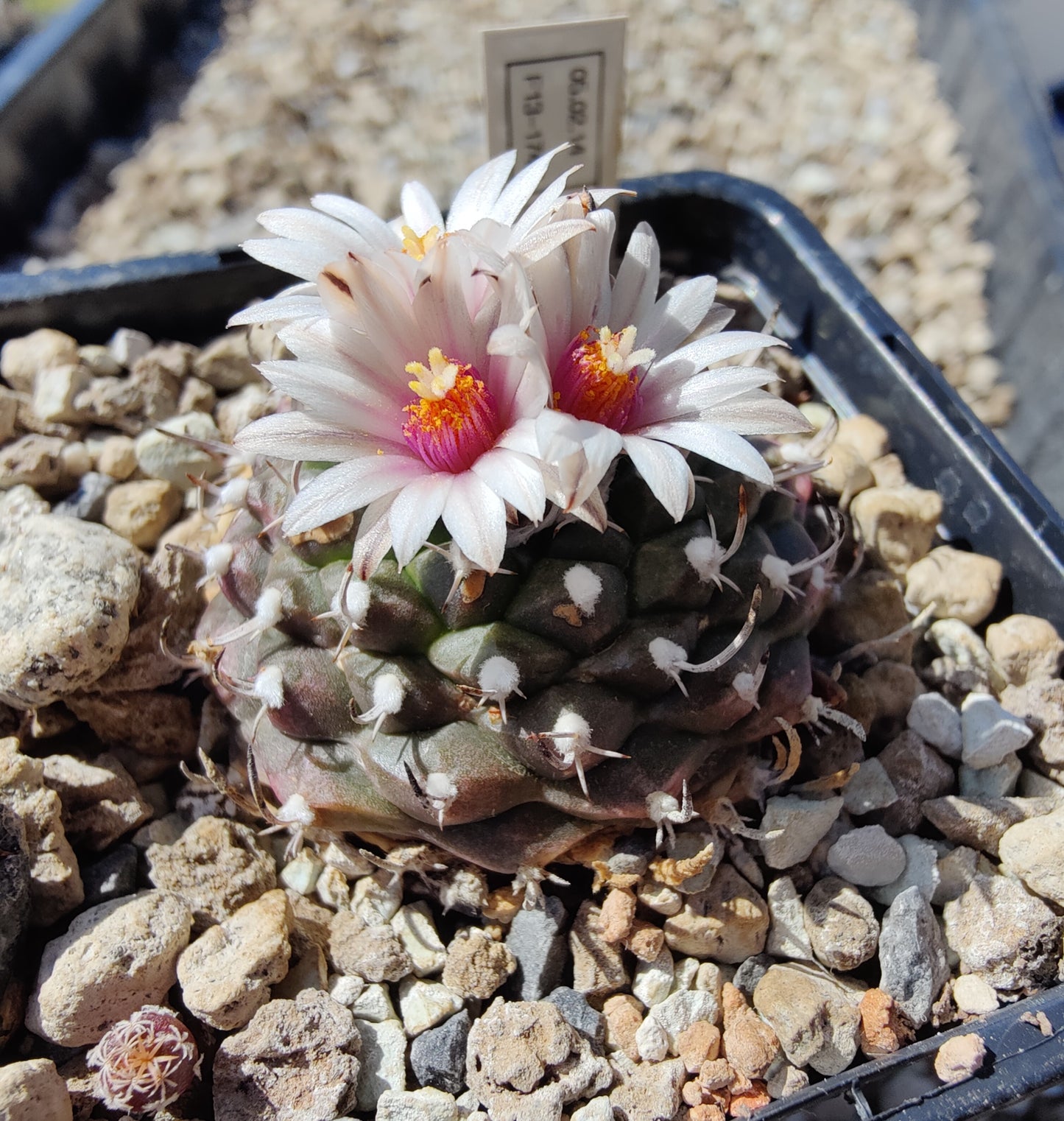 Turbinicarpus bonatzii (10 frø)