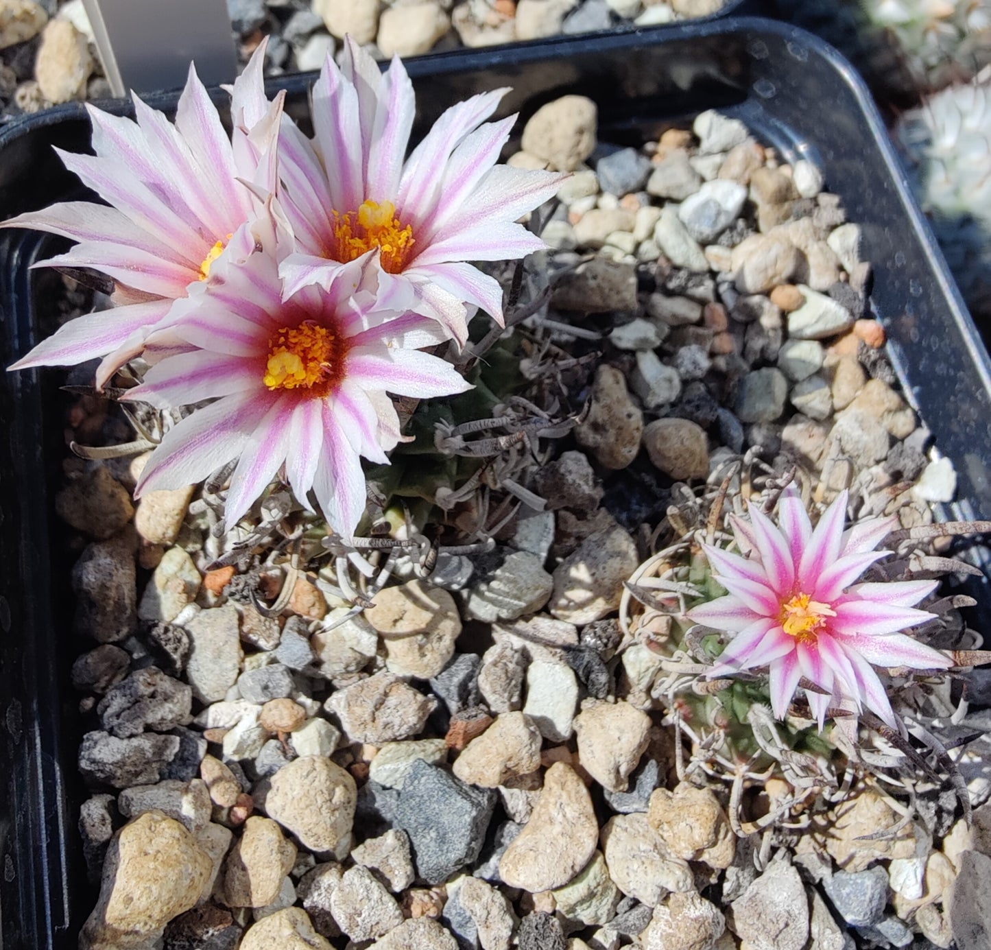 Turbinicarpus schmiedickeanus SB 755 (10 frø)