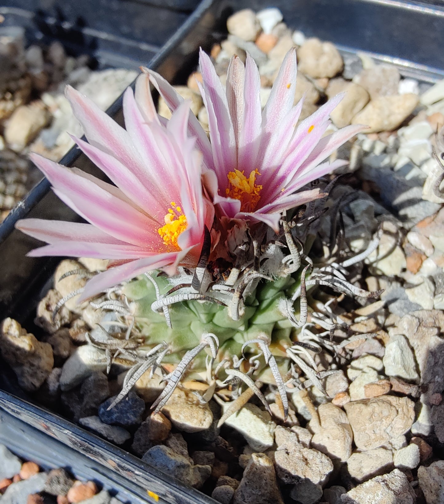 Turbinicarpus schmiedickeanus SB 755 (10 frø)