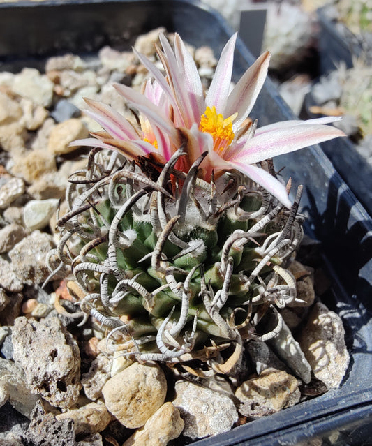 Turbinicarpus schmiedickeanus SB 755 (10 frø)