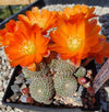 Aylostera heliosa WR 314 (20 frø)