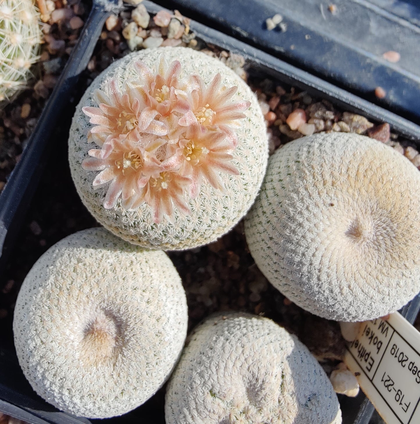 Epithelantha bokei VM 178 (10 frø)