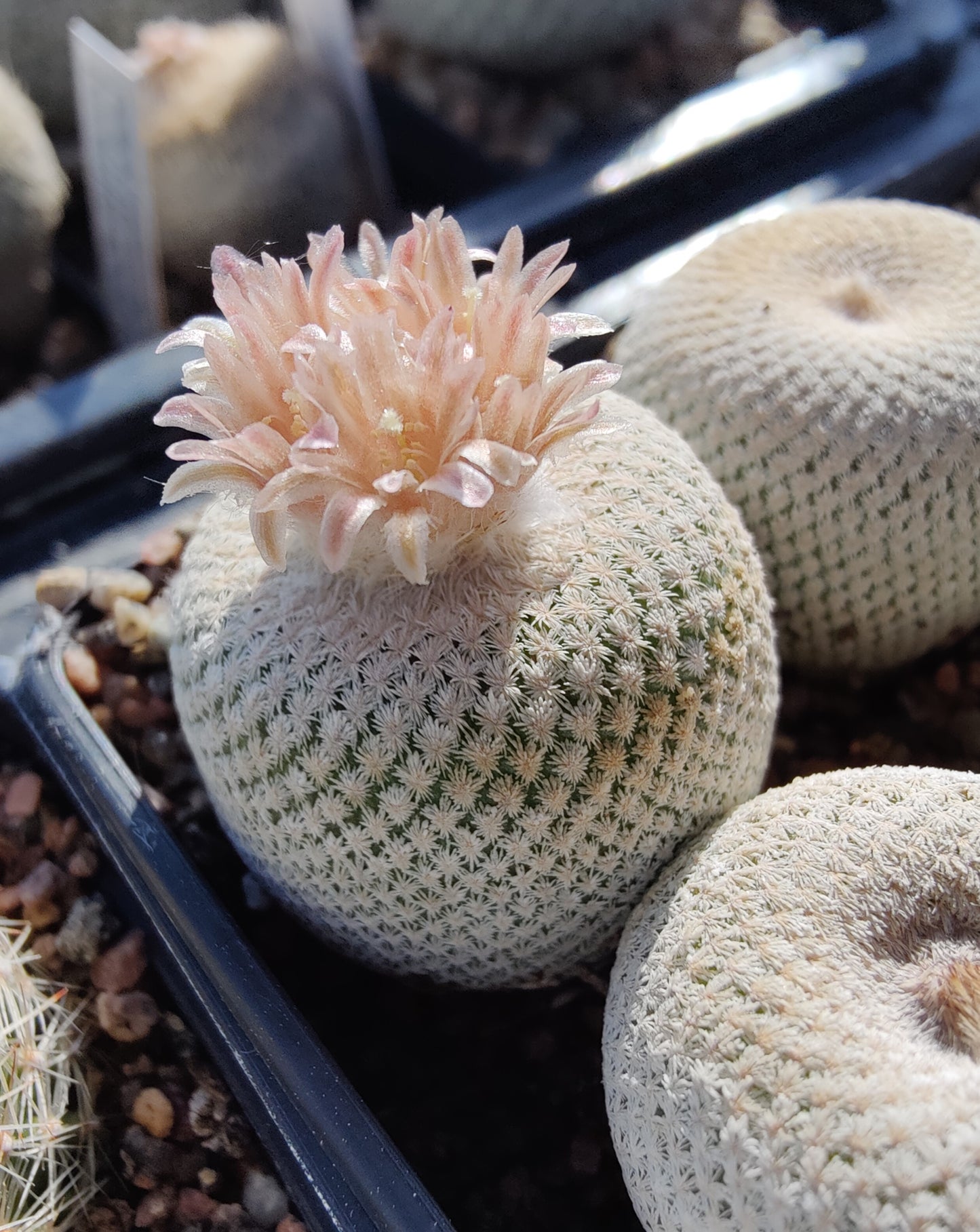 Epithelantha bokei VM 178 (10 frø)