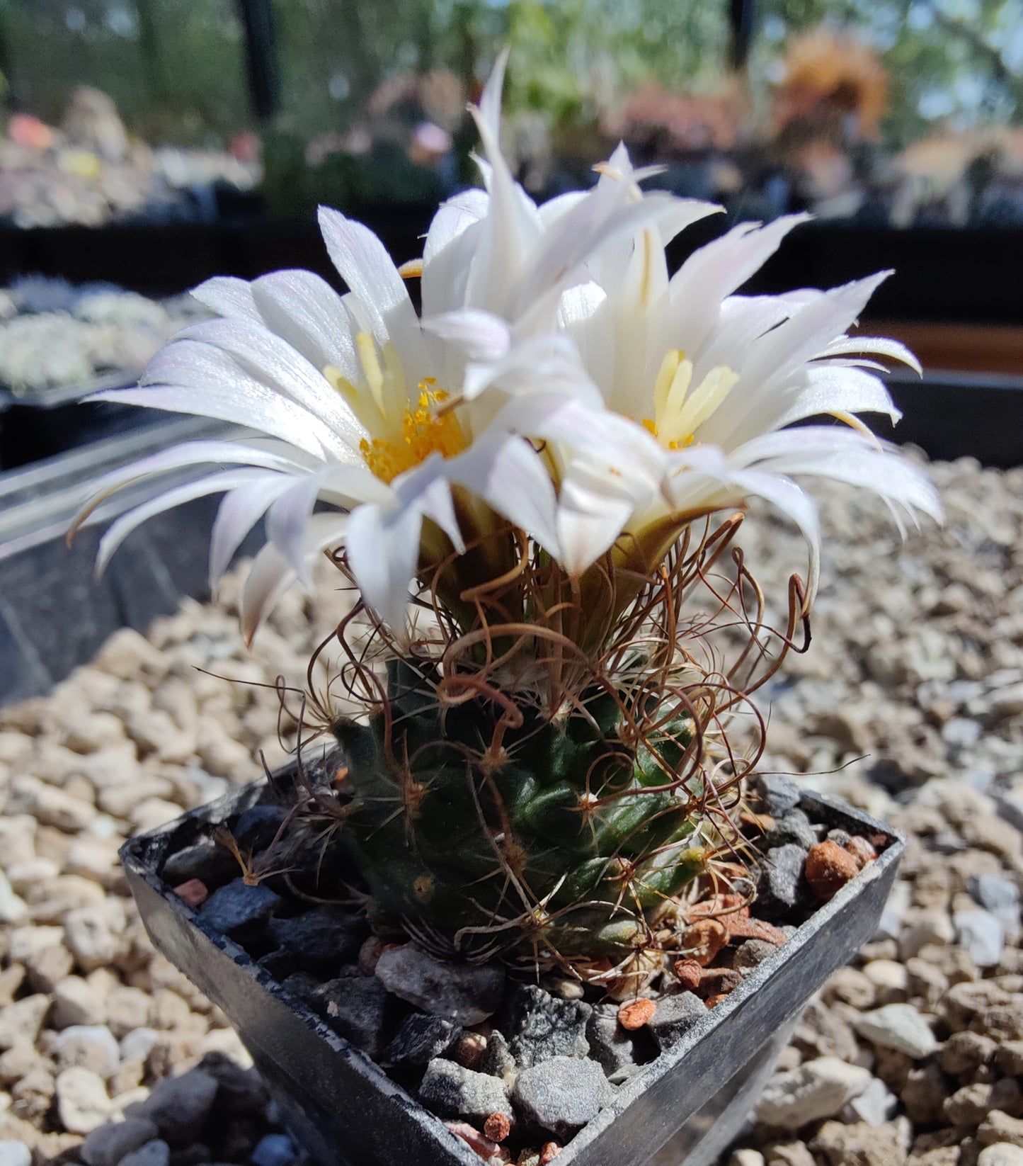 Turbinicarpus graminispinus VM 817 (10 frø)