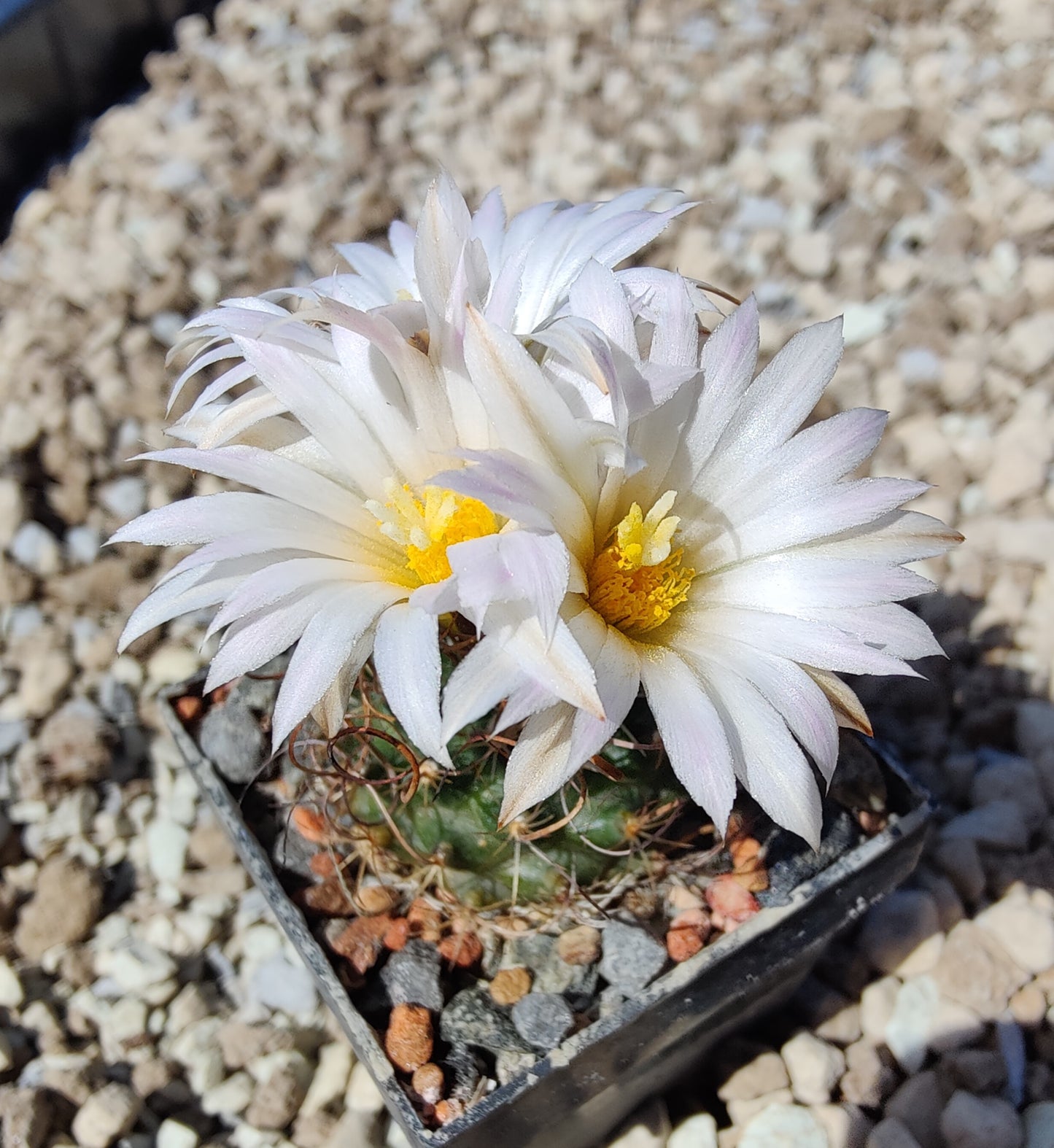 Turbinicarpus graminispinus VM 817 (10 frø)