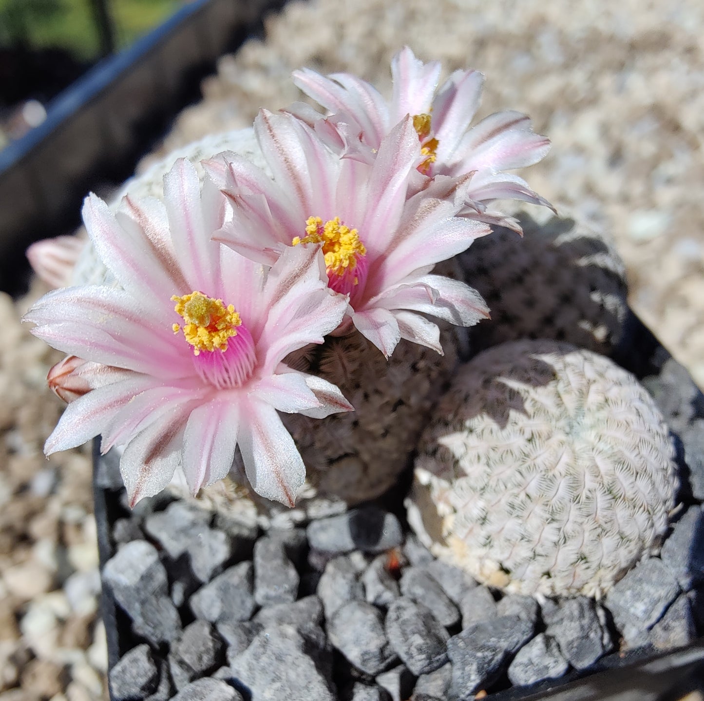 Mammillaria pectinifera (10 frø)