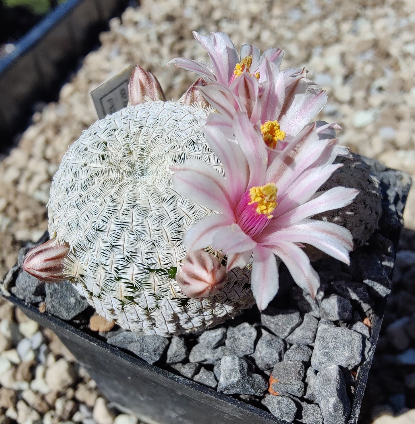 Mammillaria pectinifera (10 frø)