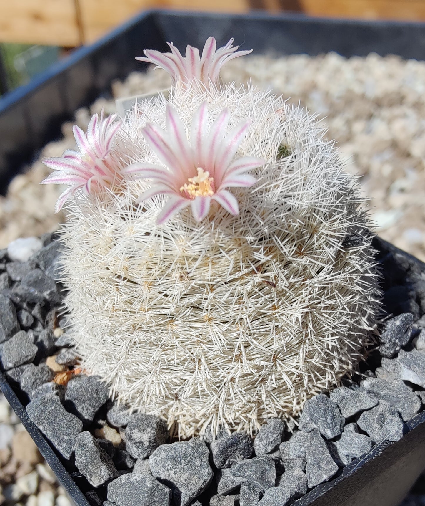 Mammillaria rosecentra SB 446 (10 frø)