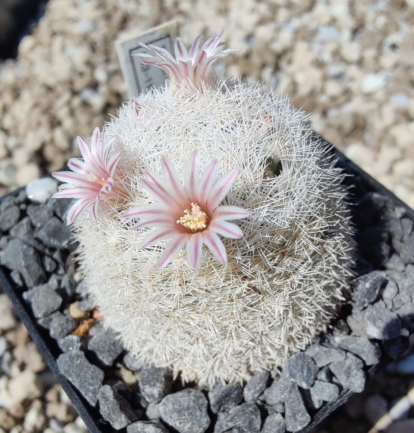 Mammillaria rosecentra SB 446 (10 frø)