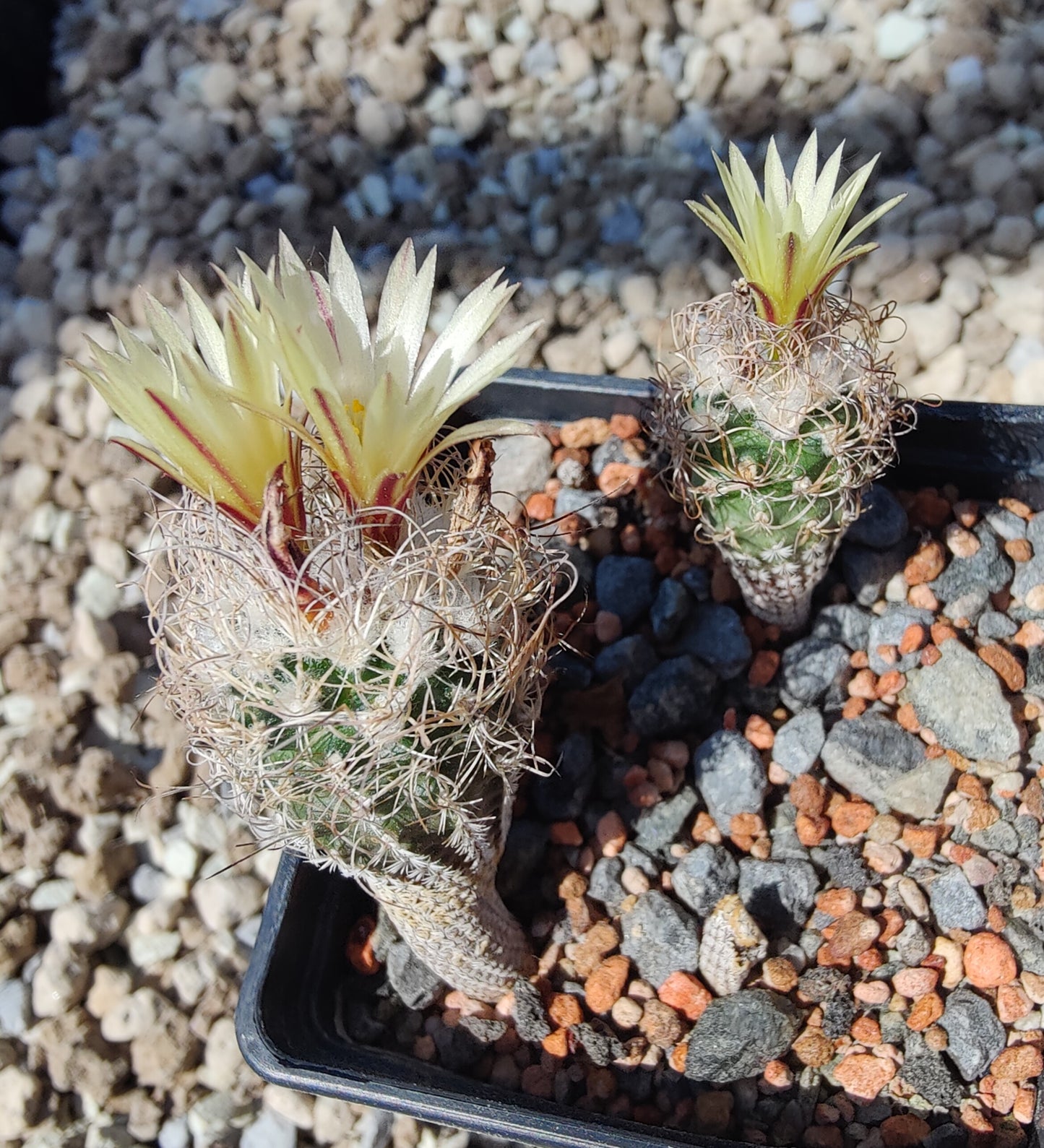 Turbinicarpus minimus MZ 422 (10 frø)