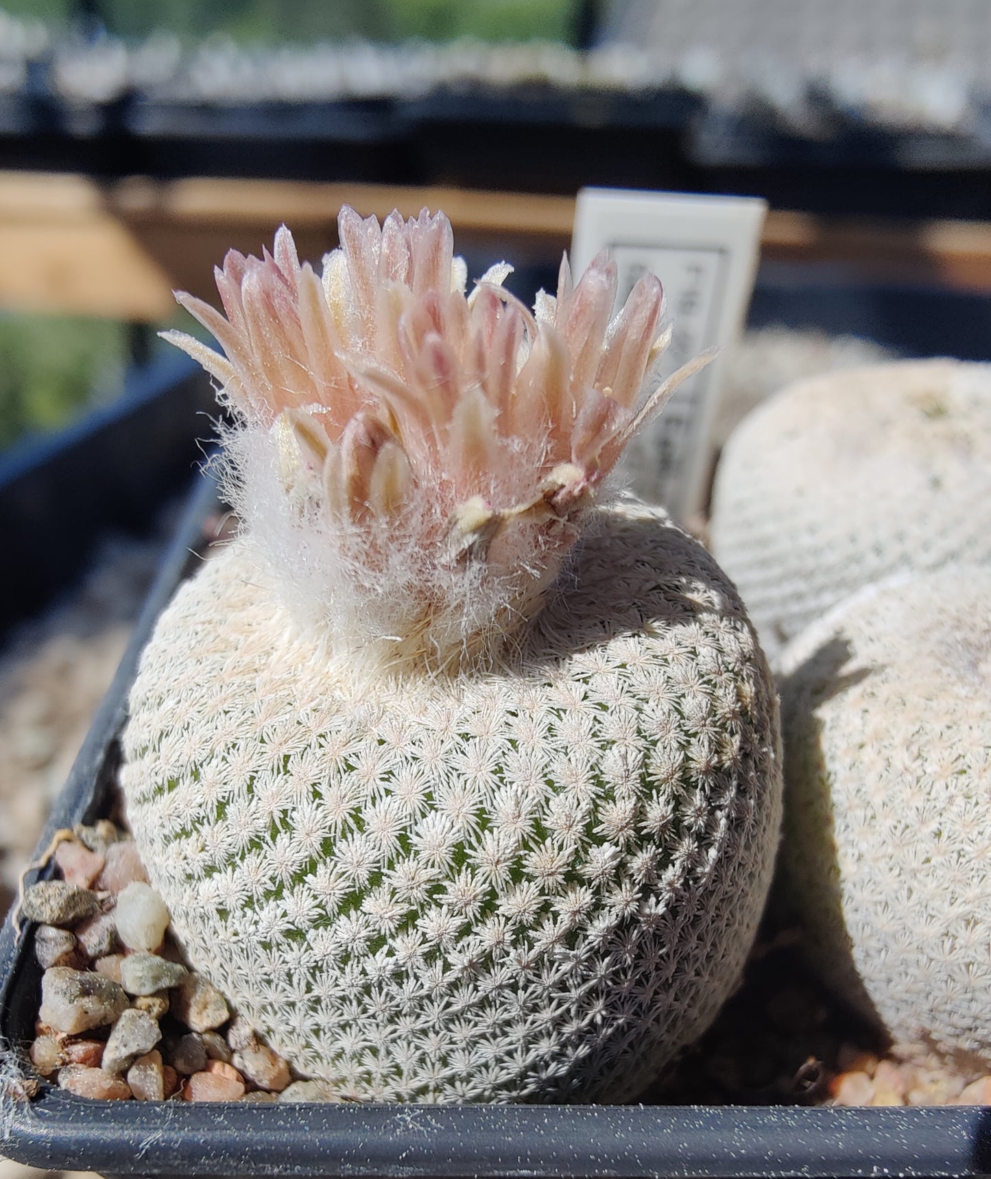 Epithelantha bokei VM 178 (10 frø)