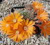 Aylostera flavistyla (20 frø)
