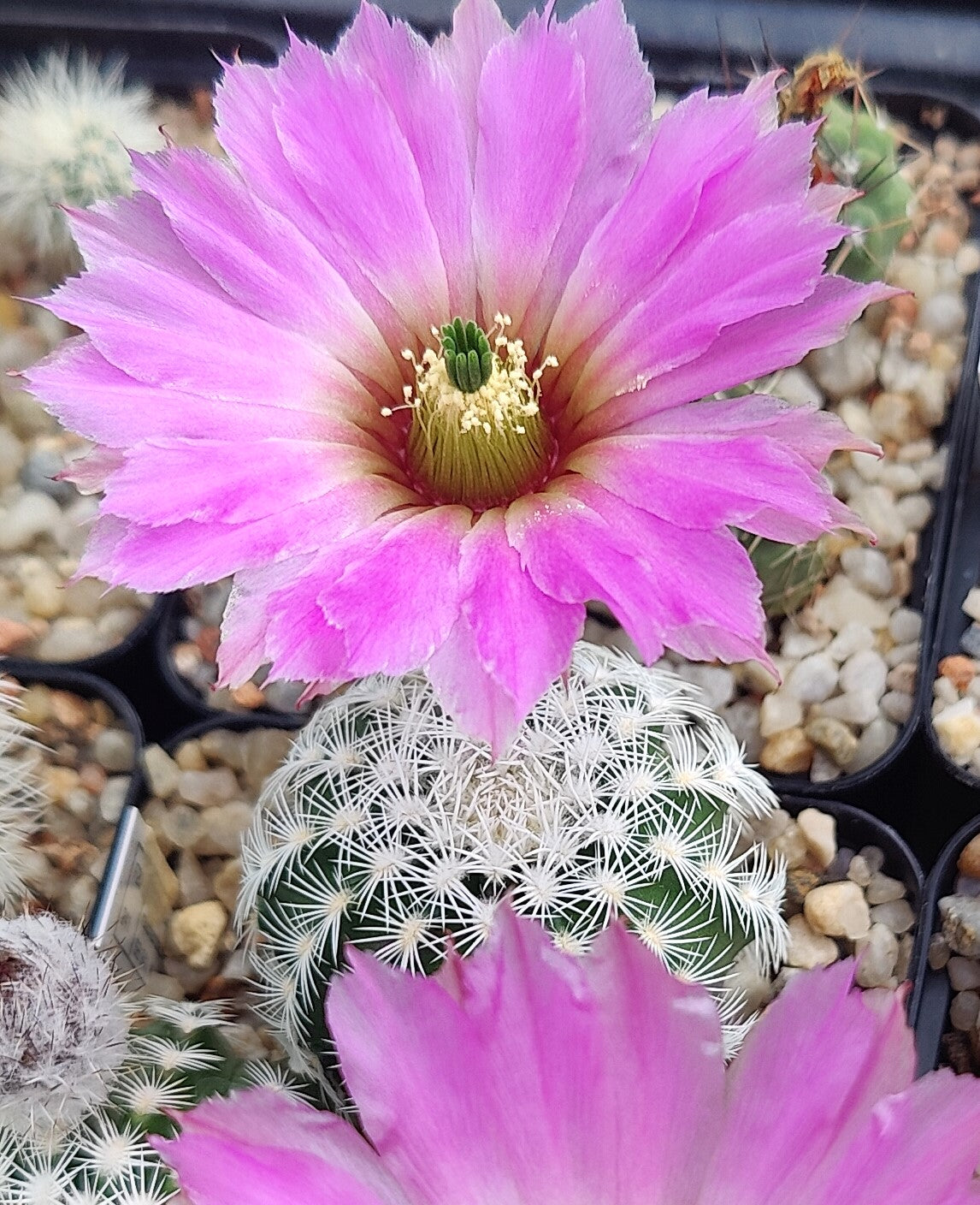 Echinocereus reichenbachii SB 941 (20 frø)