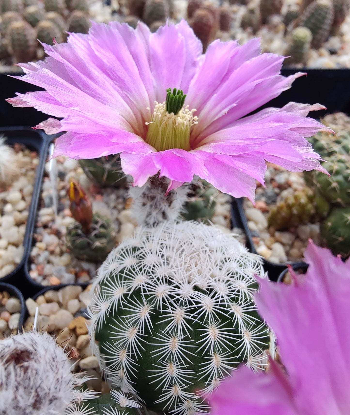 Echinocereus reichenbachii SB 941 (20 frø)