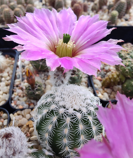 Echinocereus reichenbachii SB 941 (20 frø)