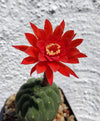 Matucana madisoniorum Lau 106 (20 frø)