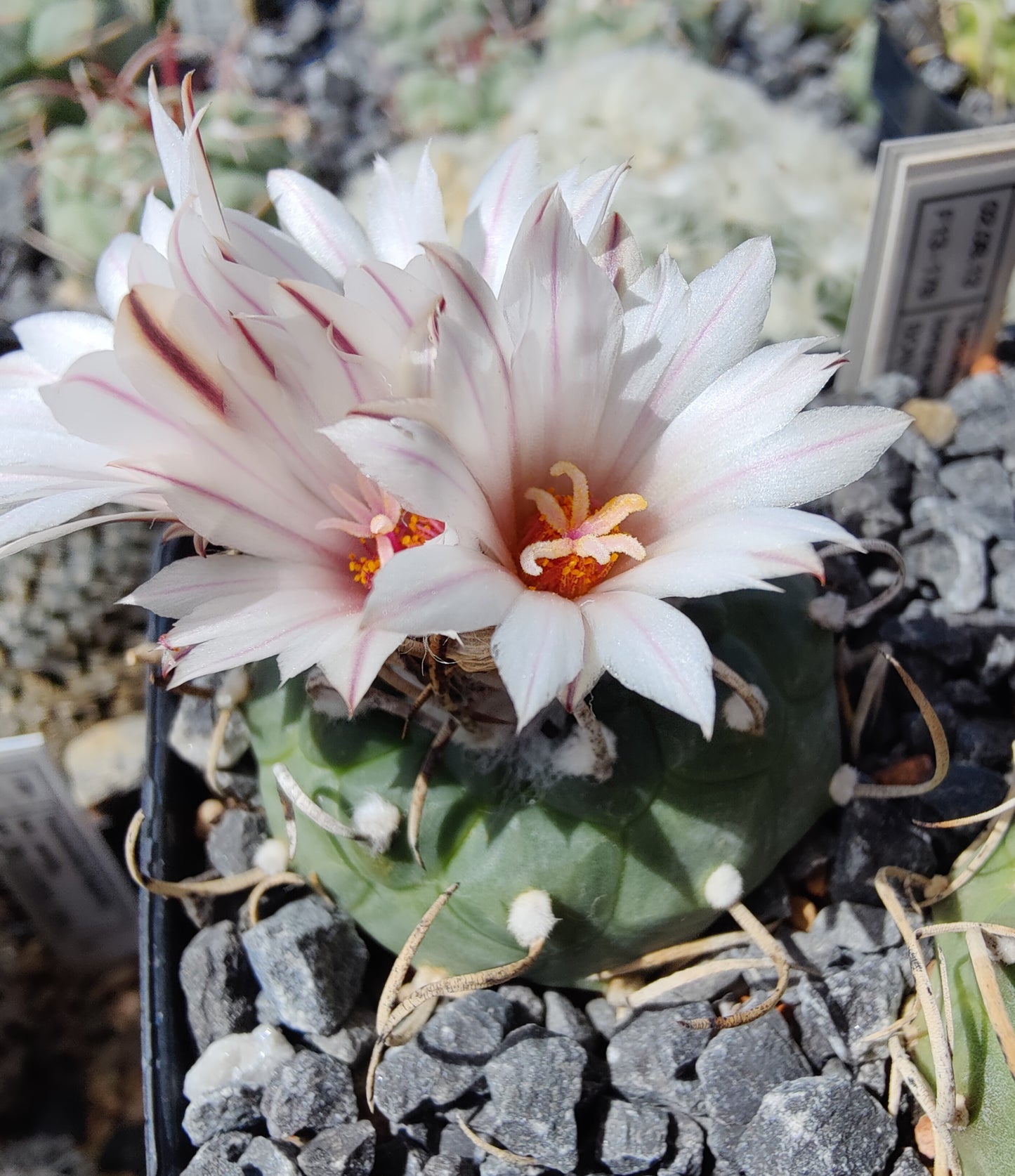 Turbinicarpus longispinus BON 494 (10 frø)