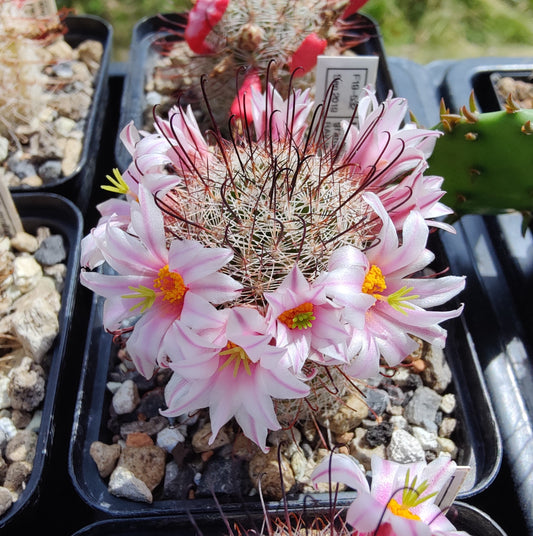 Mammillaria grahamii RAV 10 (20 frø)