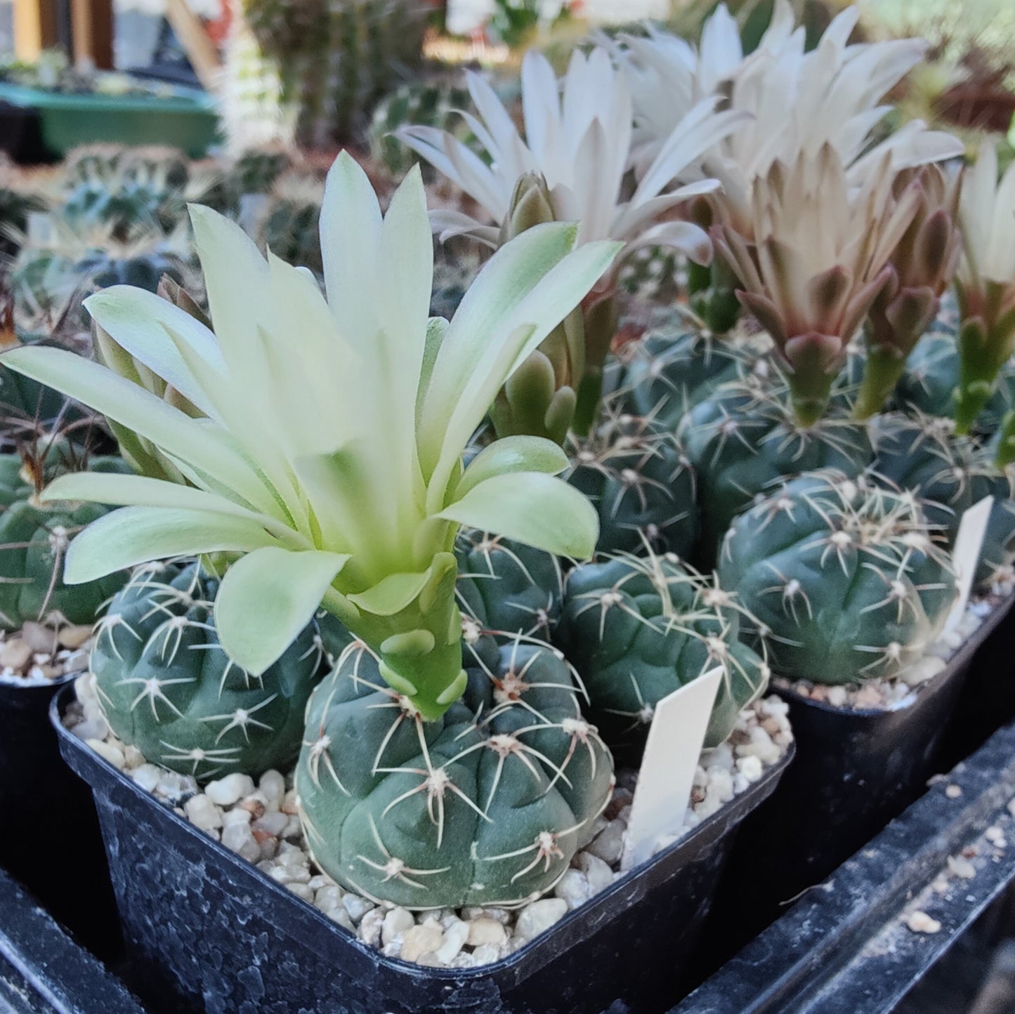 Gymnocalycium pinalii VoS 18-2292 (10 frø)