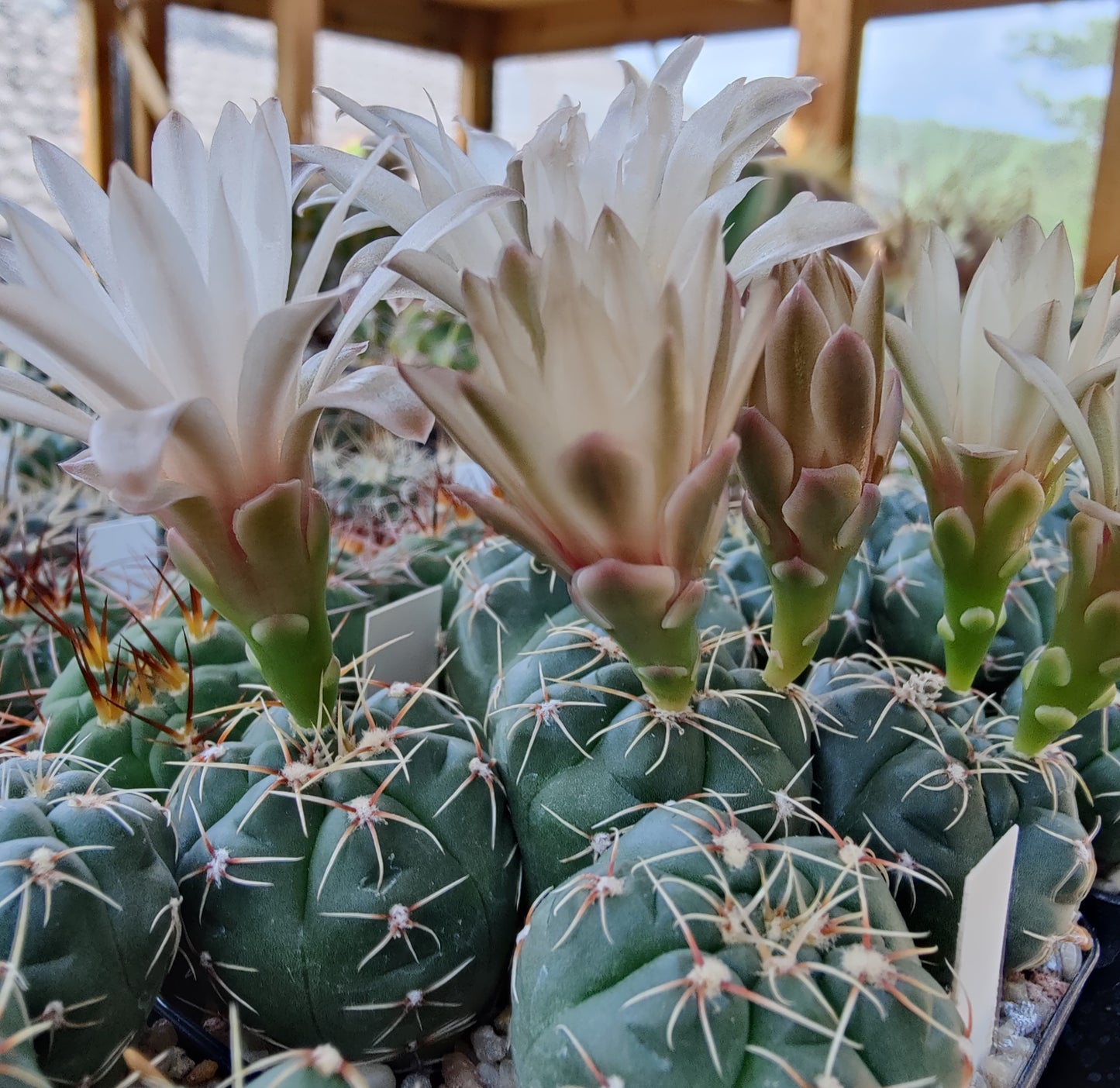 Gymnocalycium pinalii VoS 18-2292 (10 frø)