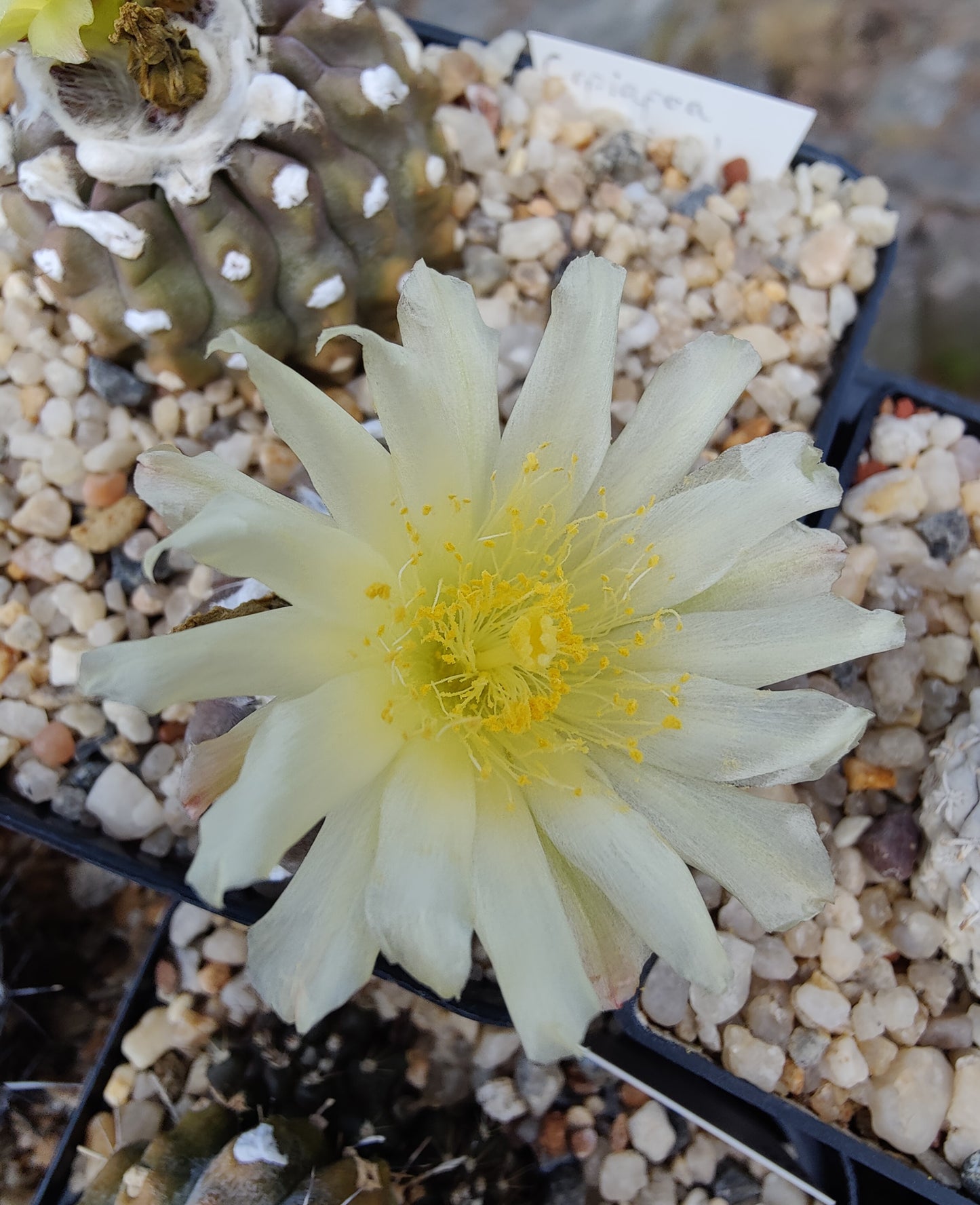 Copiapoa mollicula (10 frø)