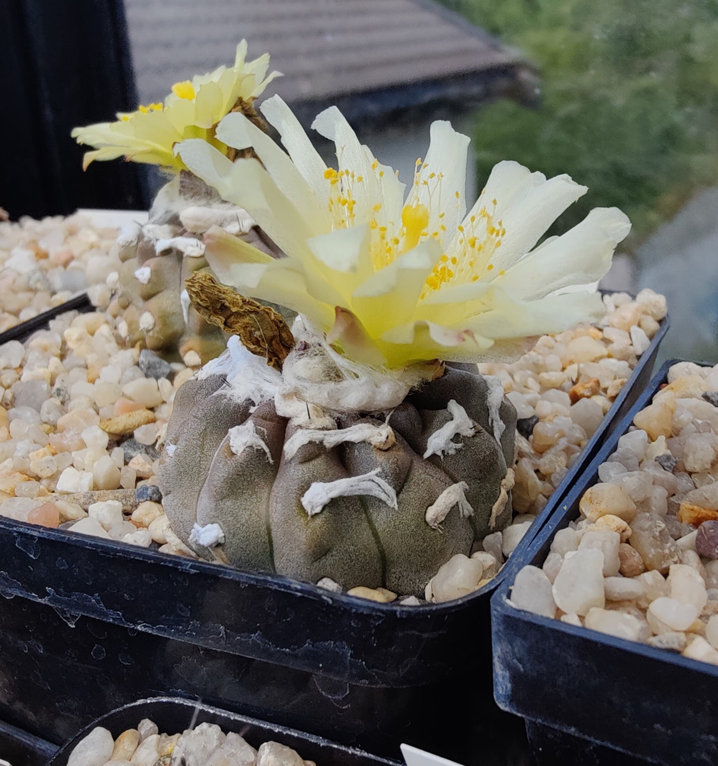 Copiapoa mollicula (10 frø)