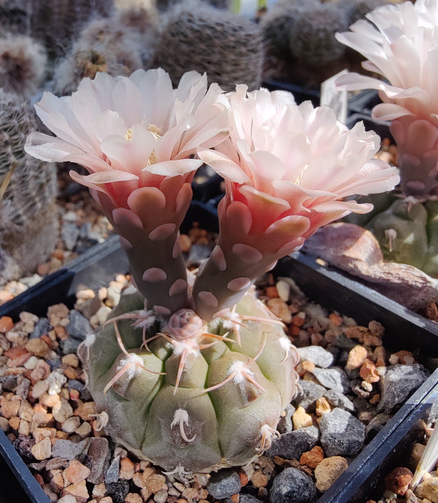 Gymnocalycium prochazkianum VS 141  (10 frø)