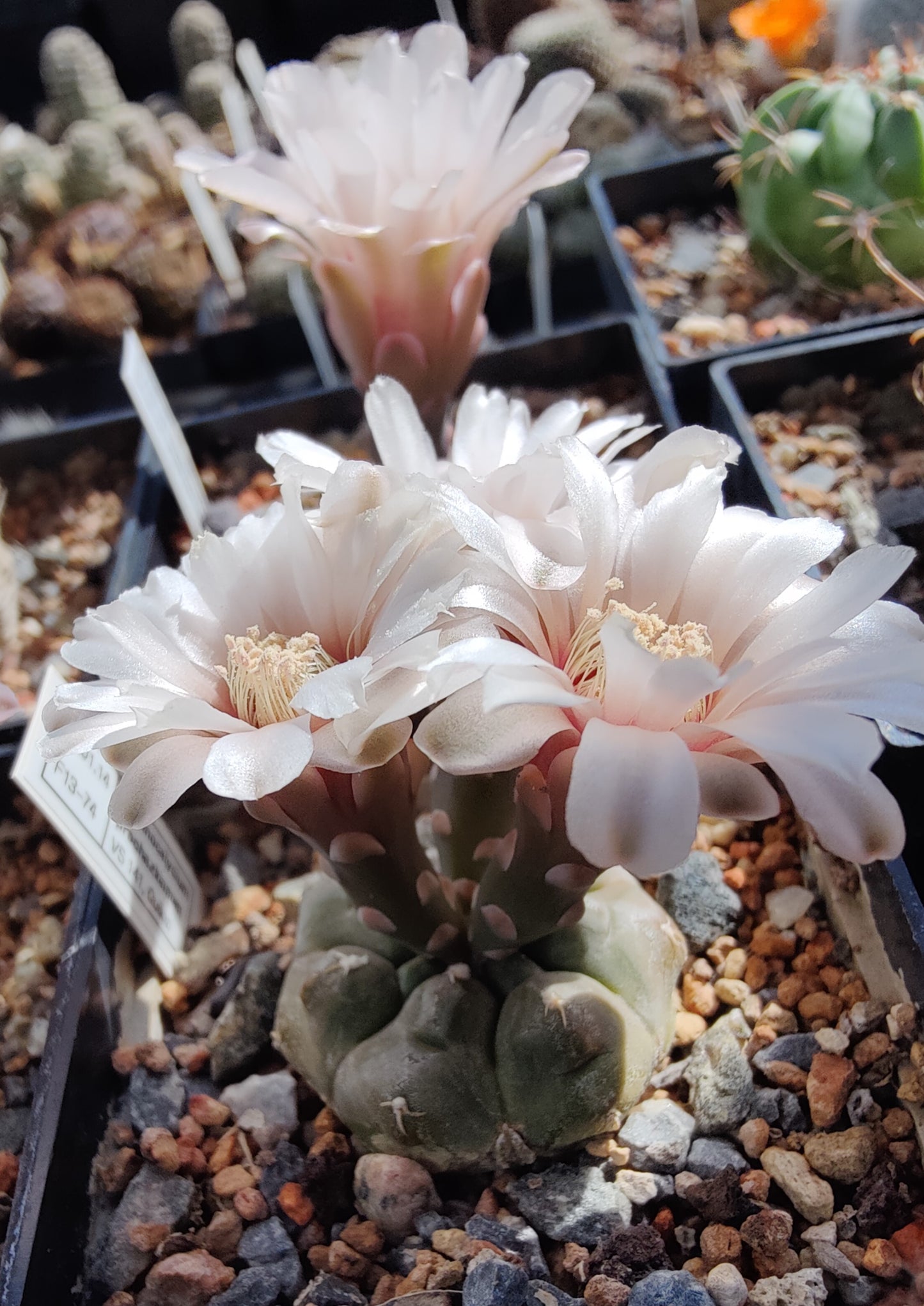 Gymnocalycium prochazkianum VS 141  (10 frø)