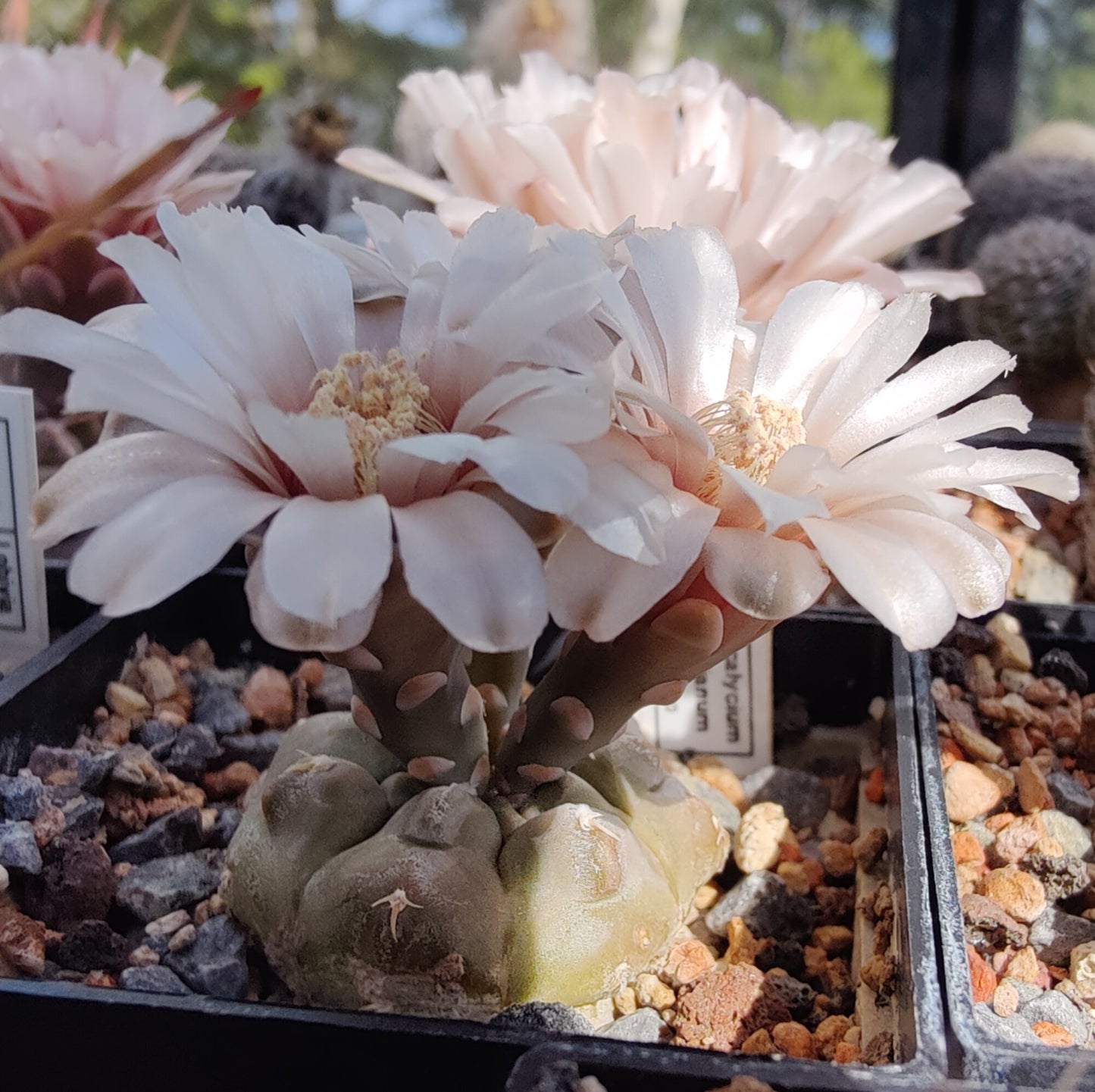 Gymnocalycium prochazkianum VS 141  (10 frø)