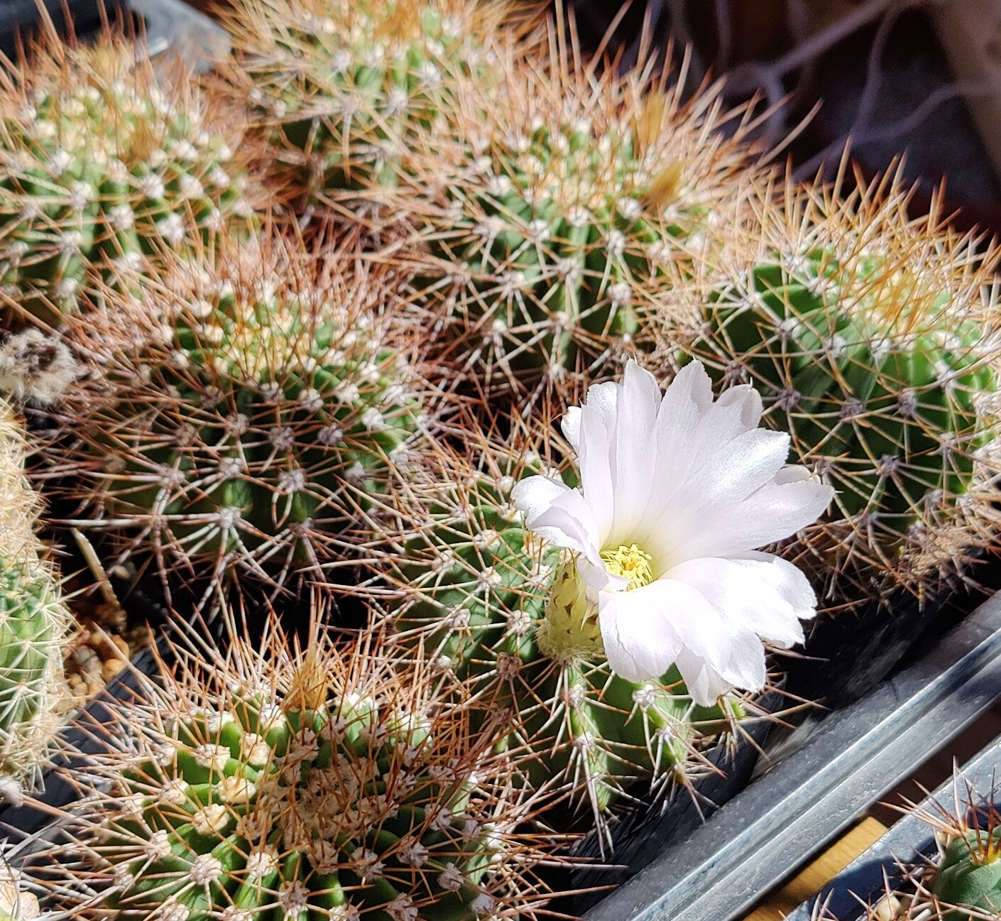 Acanthocalycium spiniflorum (plante)