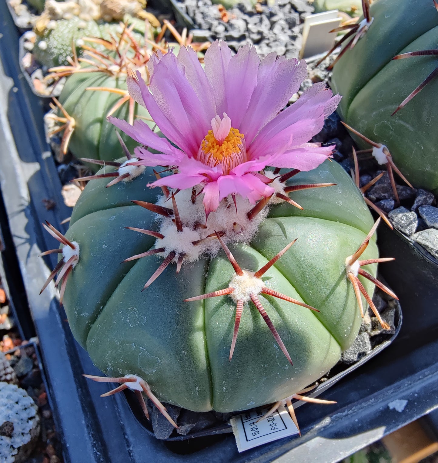 Echinocactus horizonthalonius (10 frø)