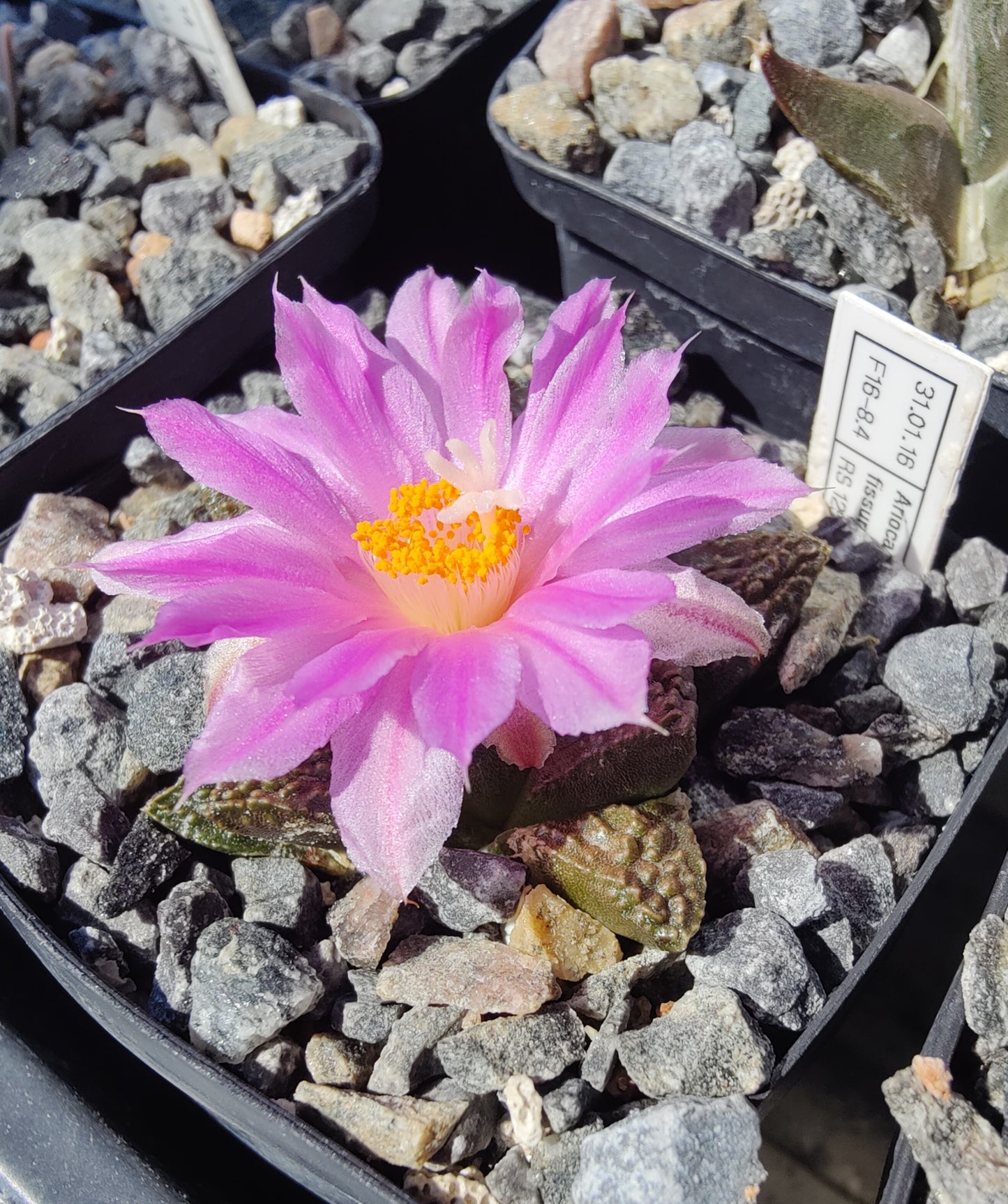 Ariocarpus fissuratus RS 1255 (10 frø)