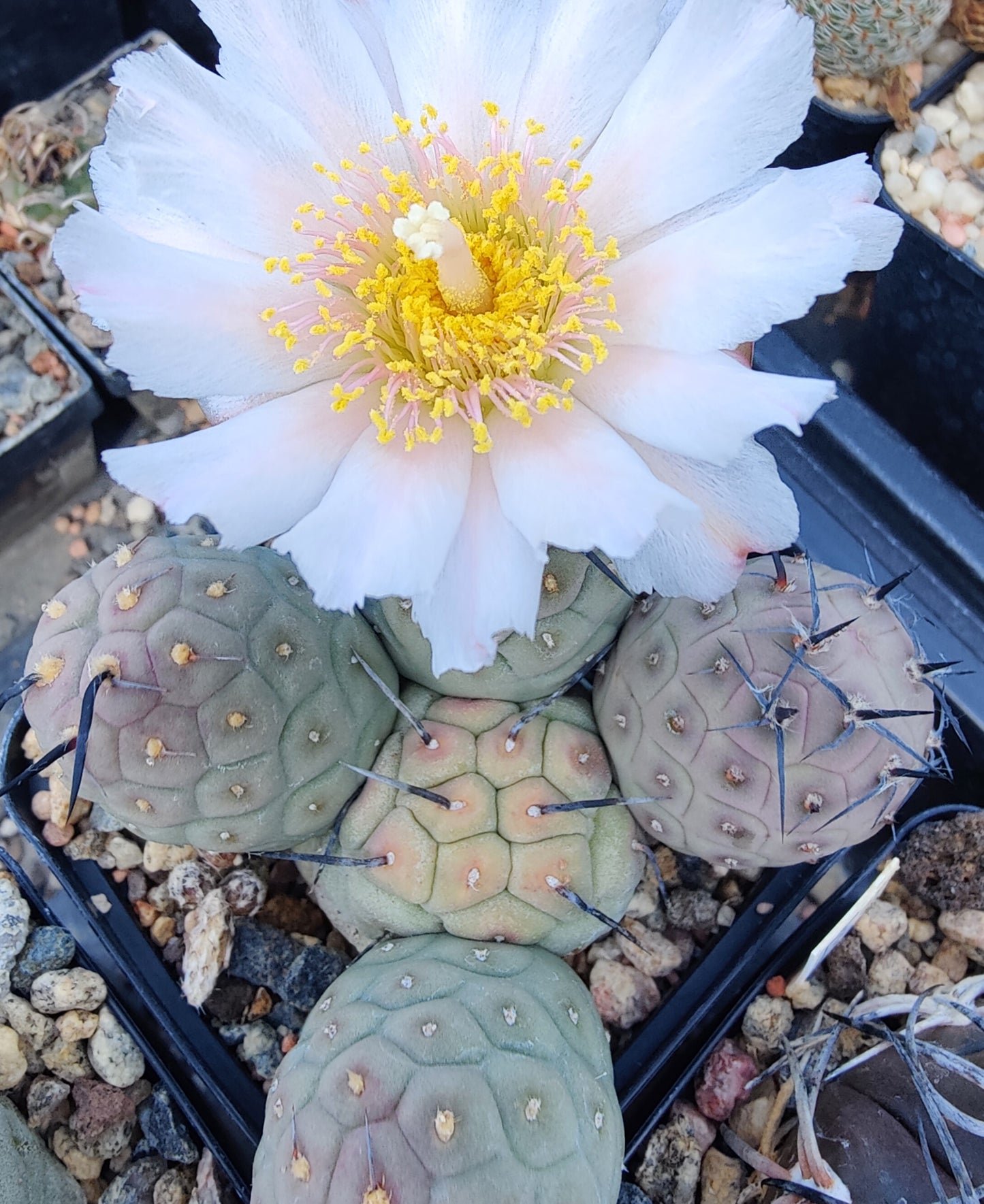 Tephrocactus geometricus HV 564 (10 frø)