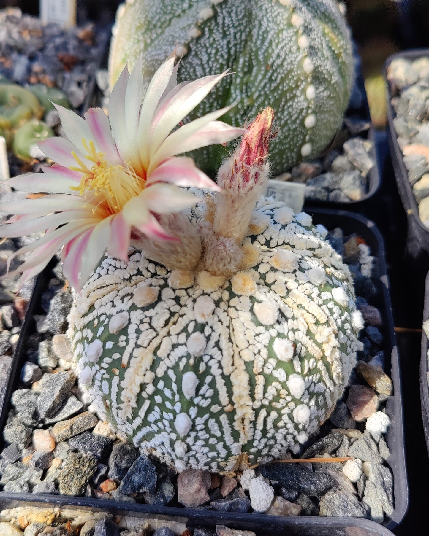Astrophytum asterias Hybrid MIX (20 frø)