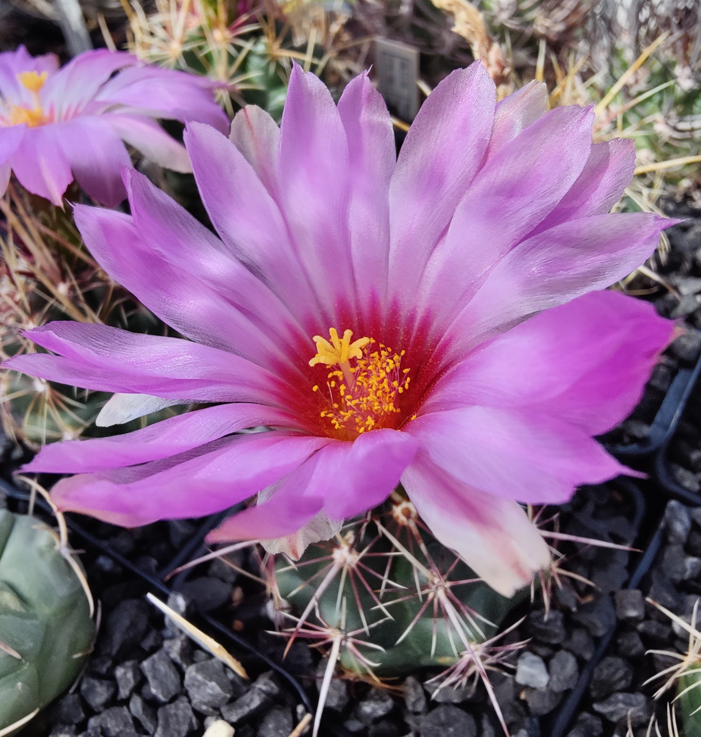 Thelocactus bicolor SB 278 (10 frø)