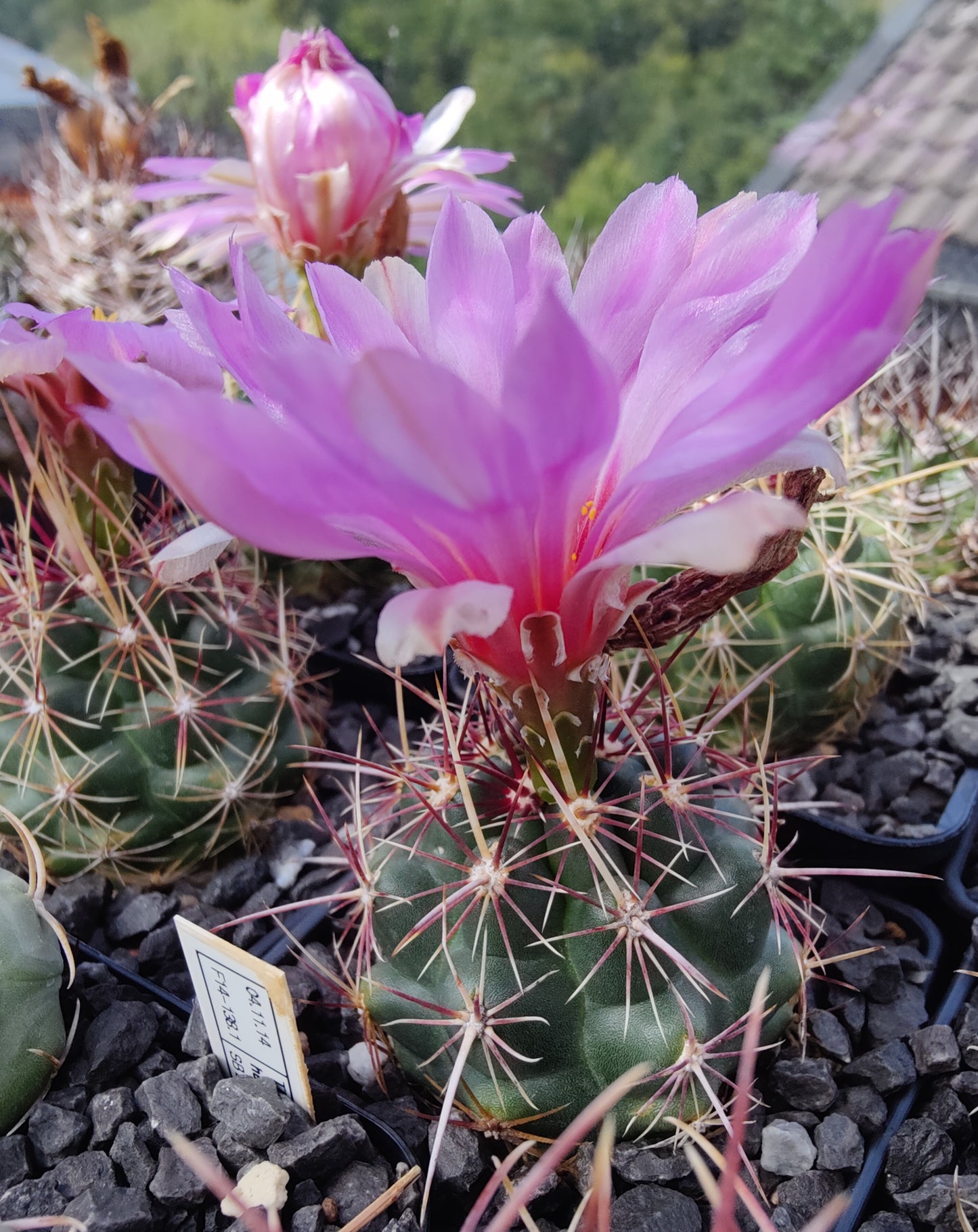 Thelocactus bicolor SB 278 (10 frø)