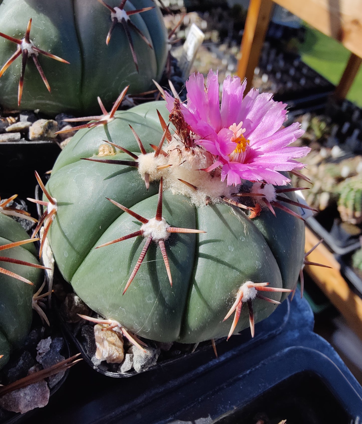 Echinocactus horizonthalonius (10 frø)