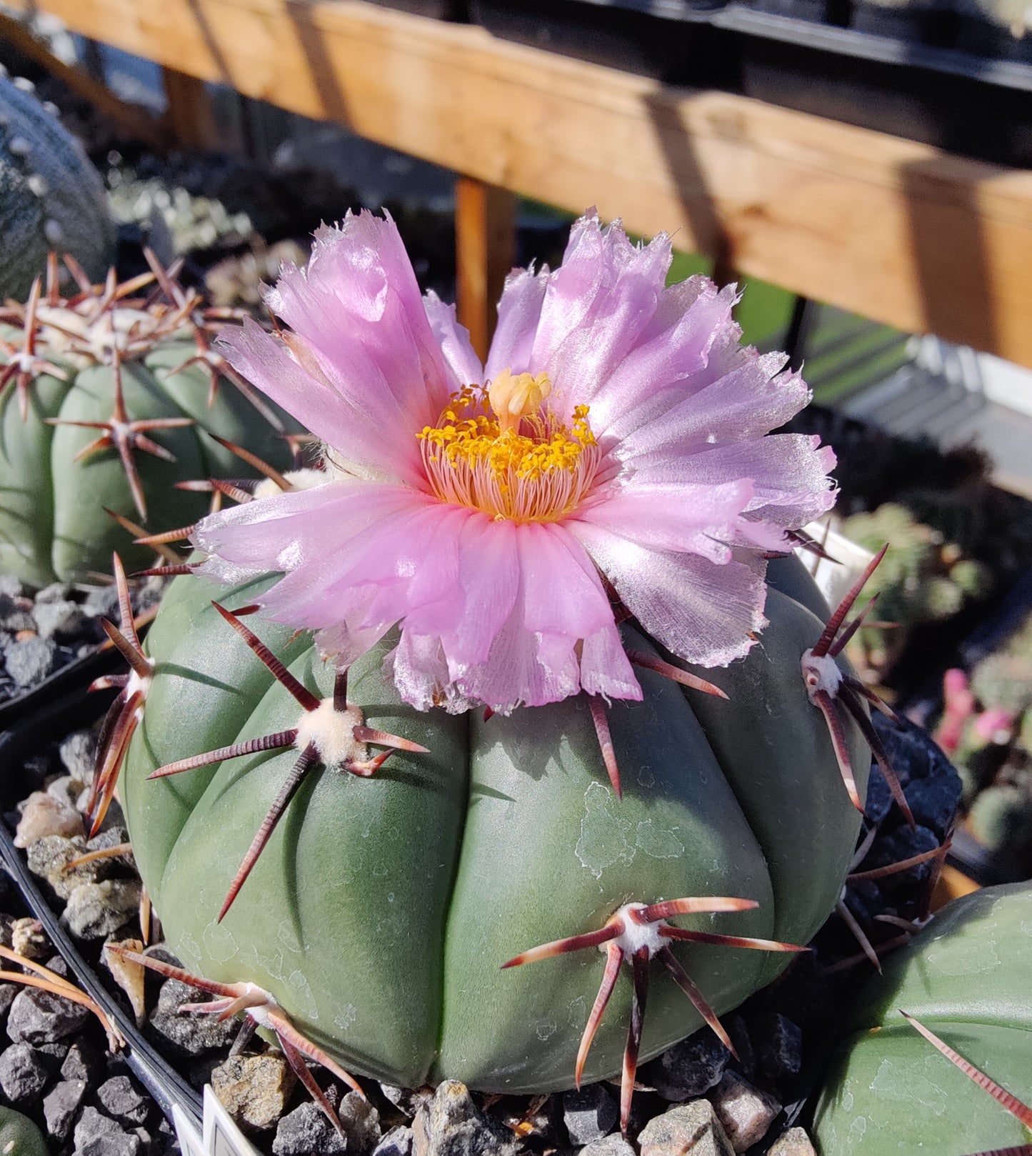 Echinocactus horizonthalonius (10 frø)