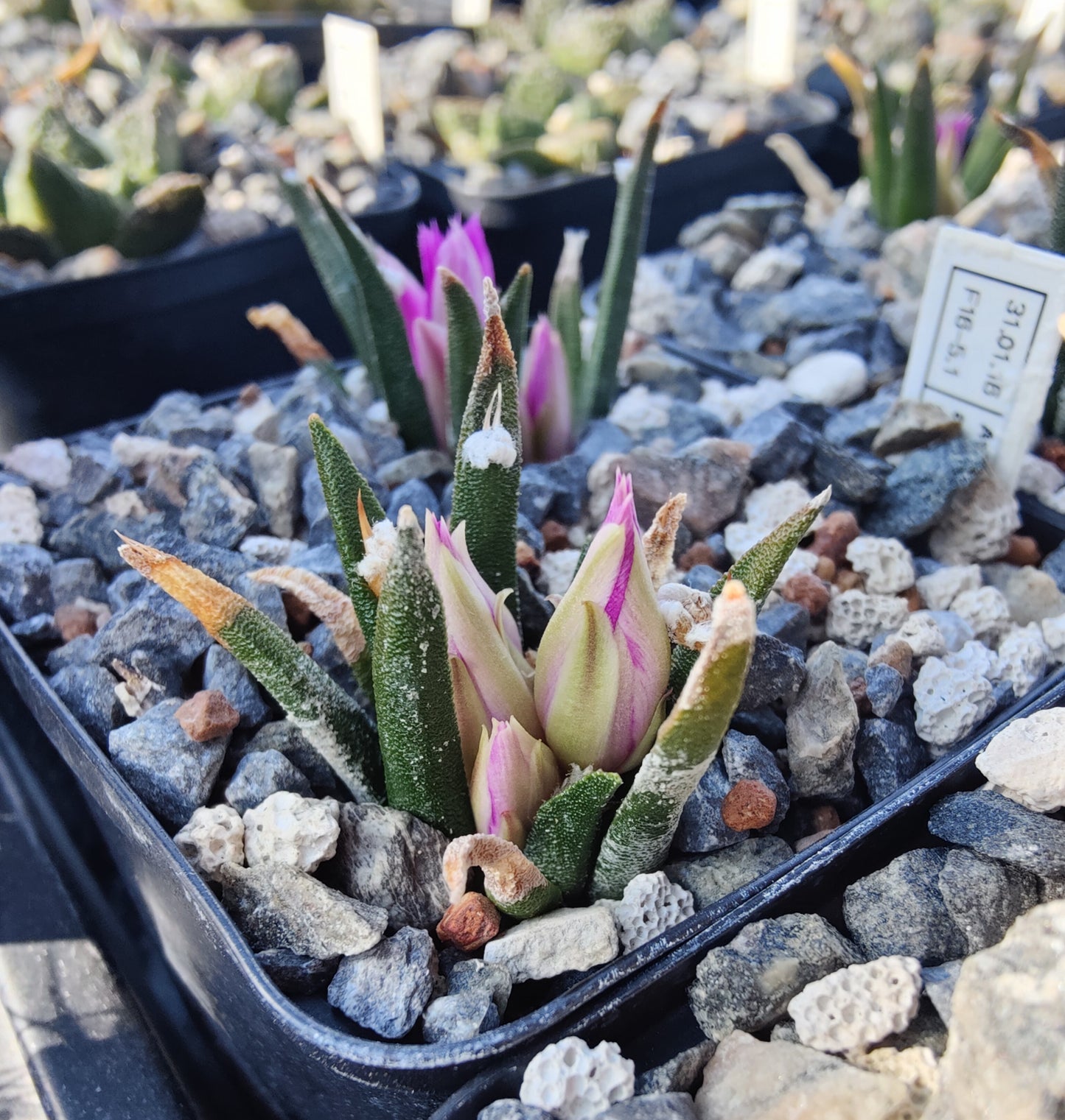 Ariocarpus agavoides MZ 1430 (10 frø)