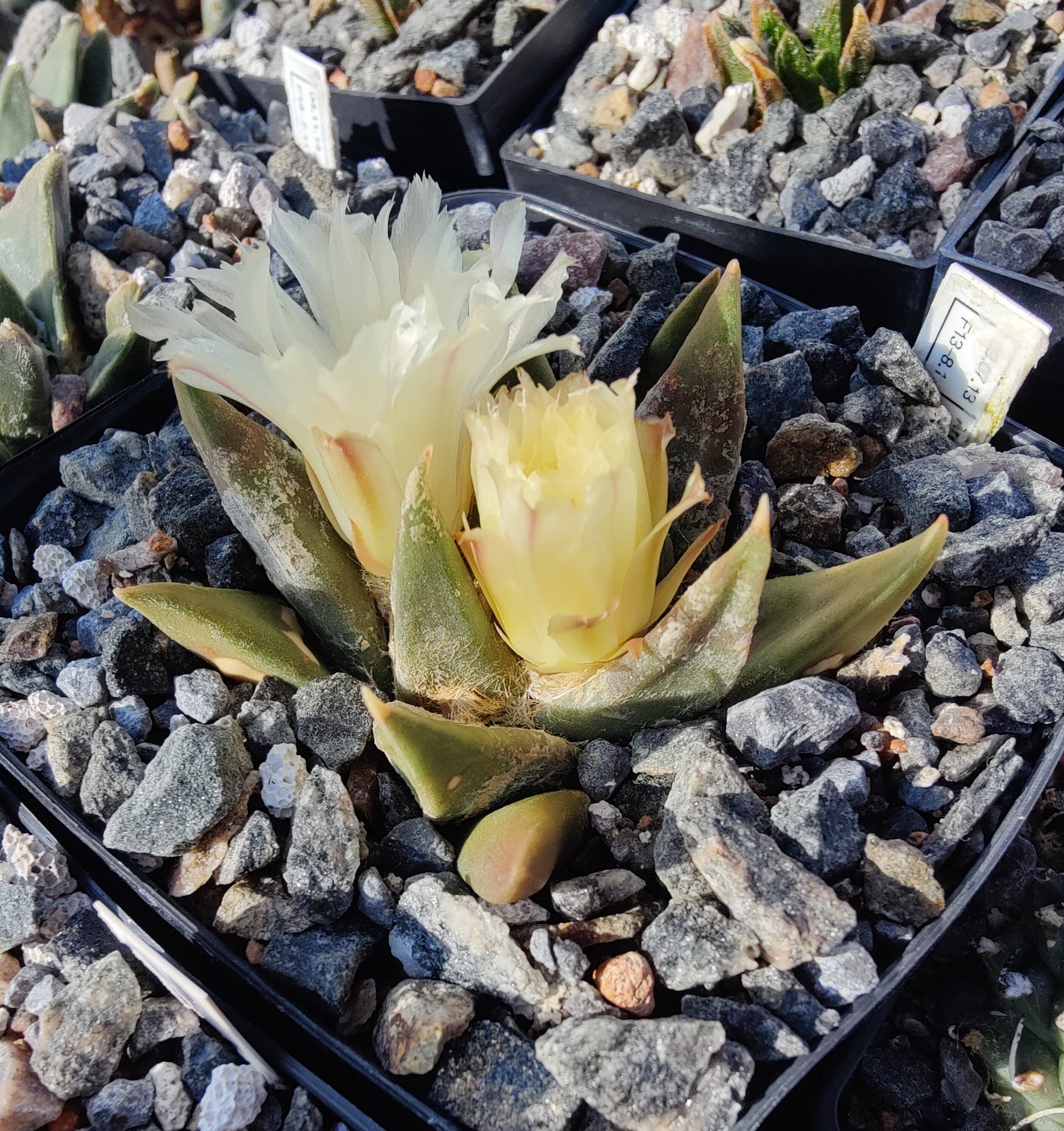 Ariocarpus trigonus Lau 683 (10 frø)