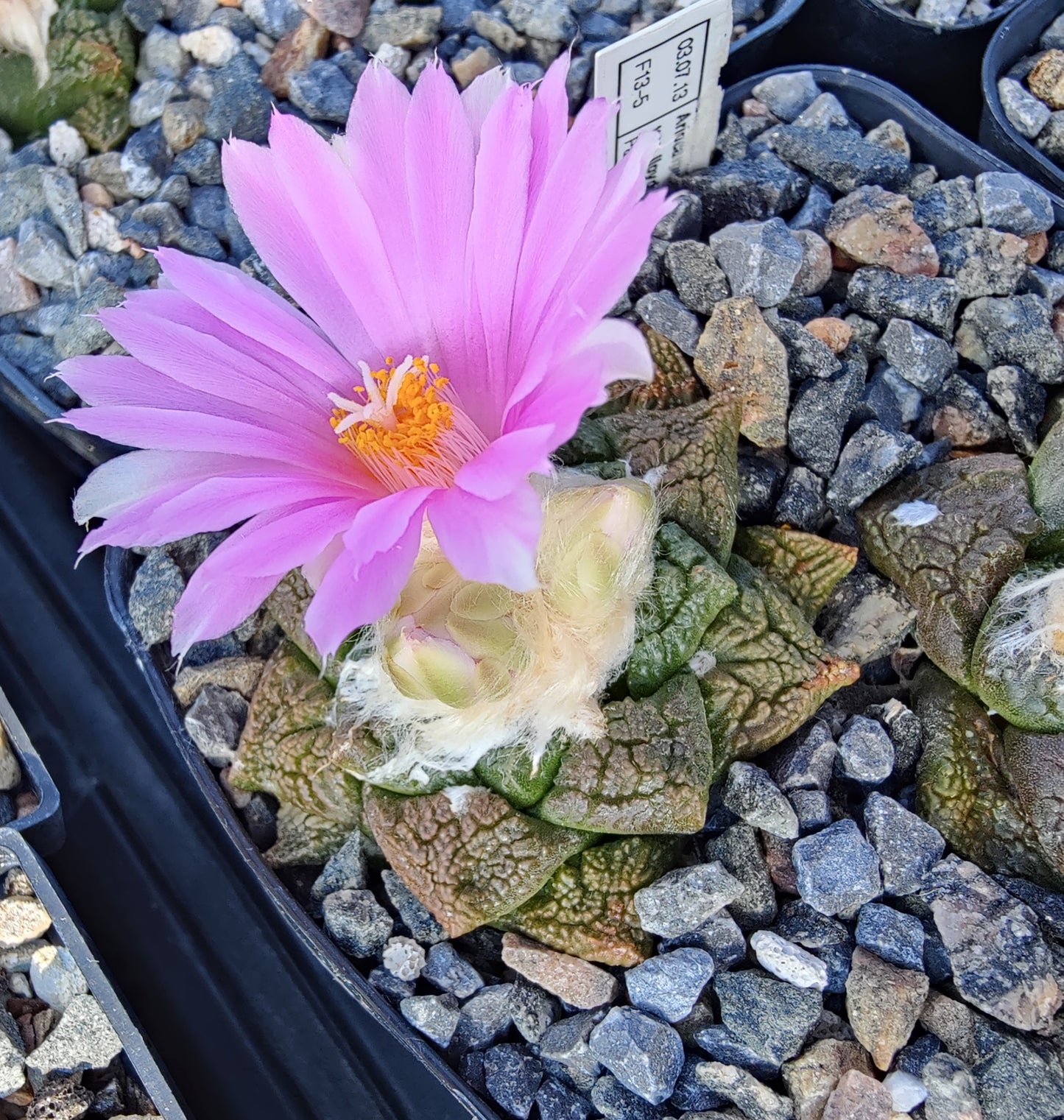 Ariocarpus fissuratus ssp.lloydii (10 frø)